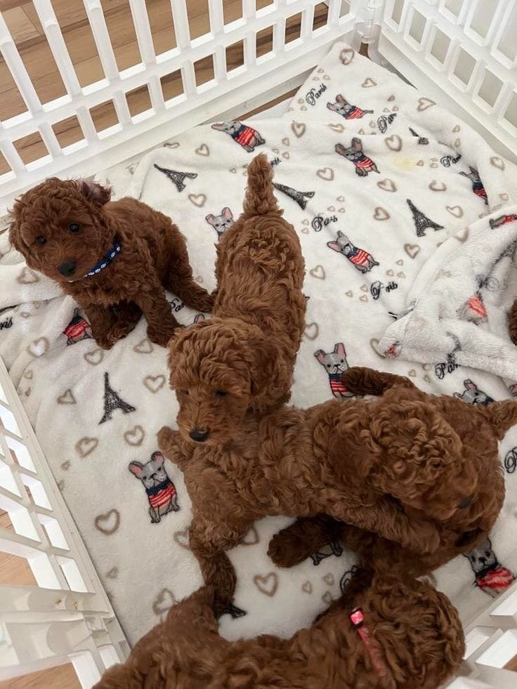A 10 weeks old Toy Poodle image 1