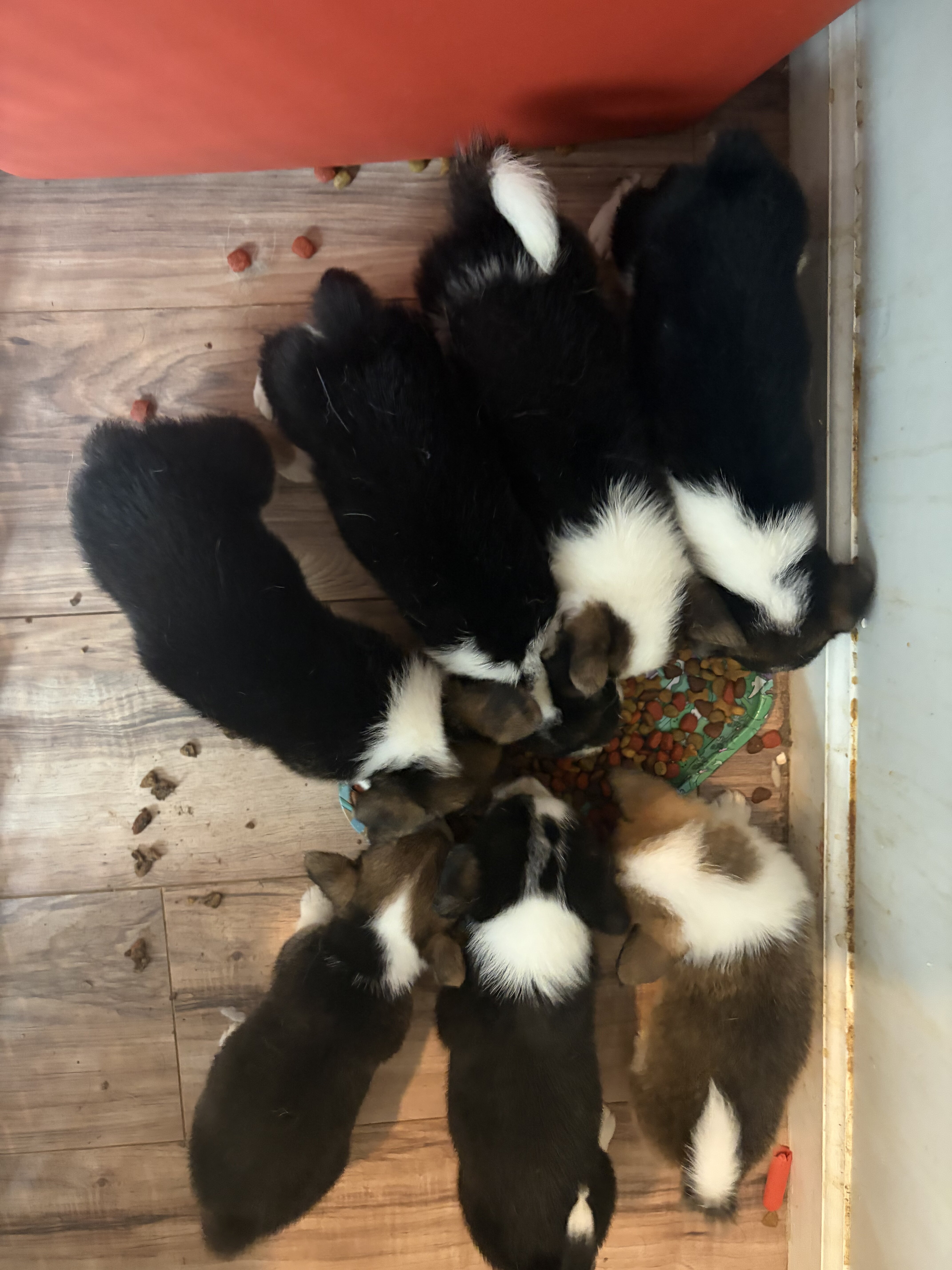 Corgis image 1