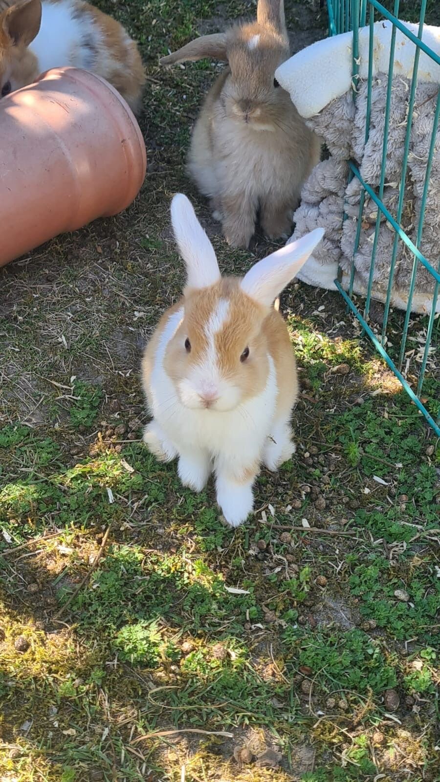 Cute Rabbits image 1