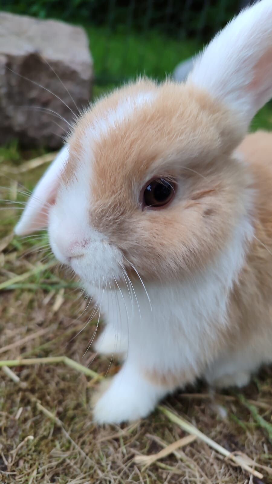 Cute Rabbits image 2