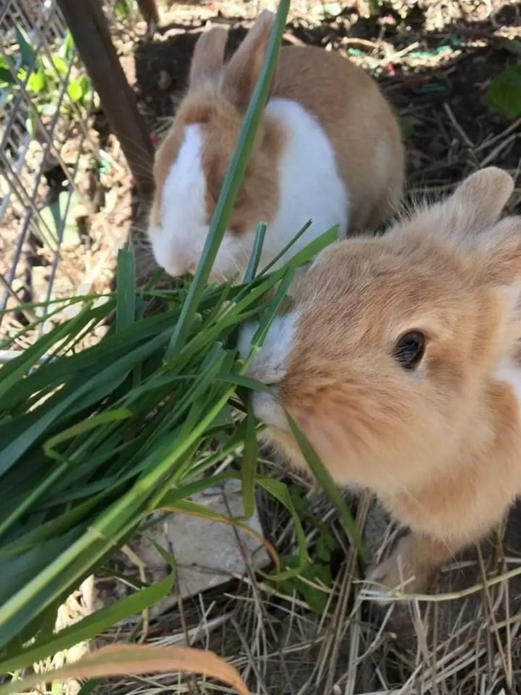 Cute Rabbits image 3