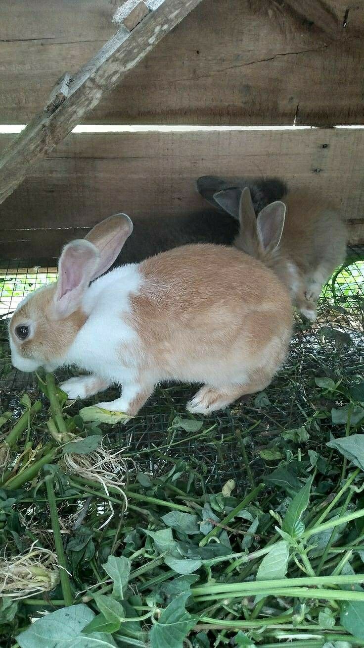 Cute Rabbits image 5