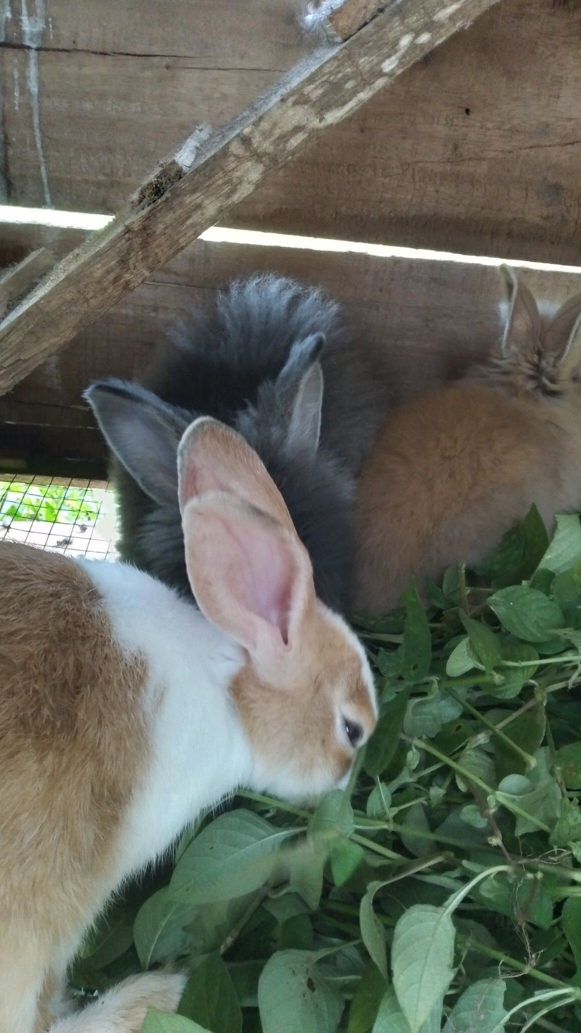 Cute Rabbits image 4