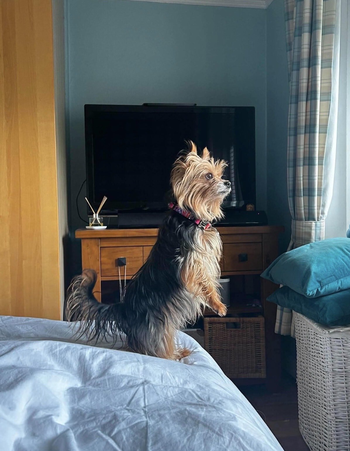 Female Yorkshire Terrier image 1