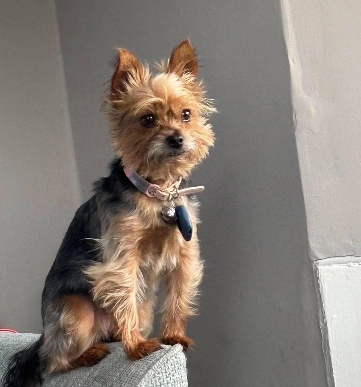 Female Yorkshire Terrier image 2