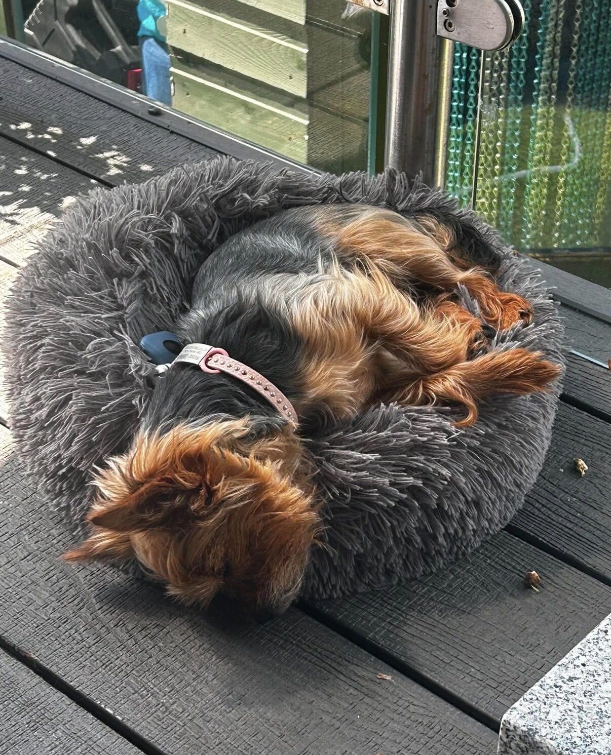 Female Yorkshire Terrier image 3