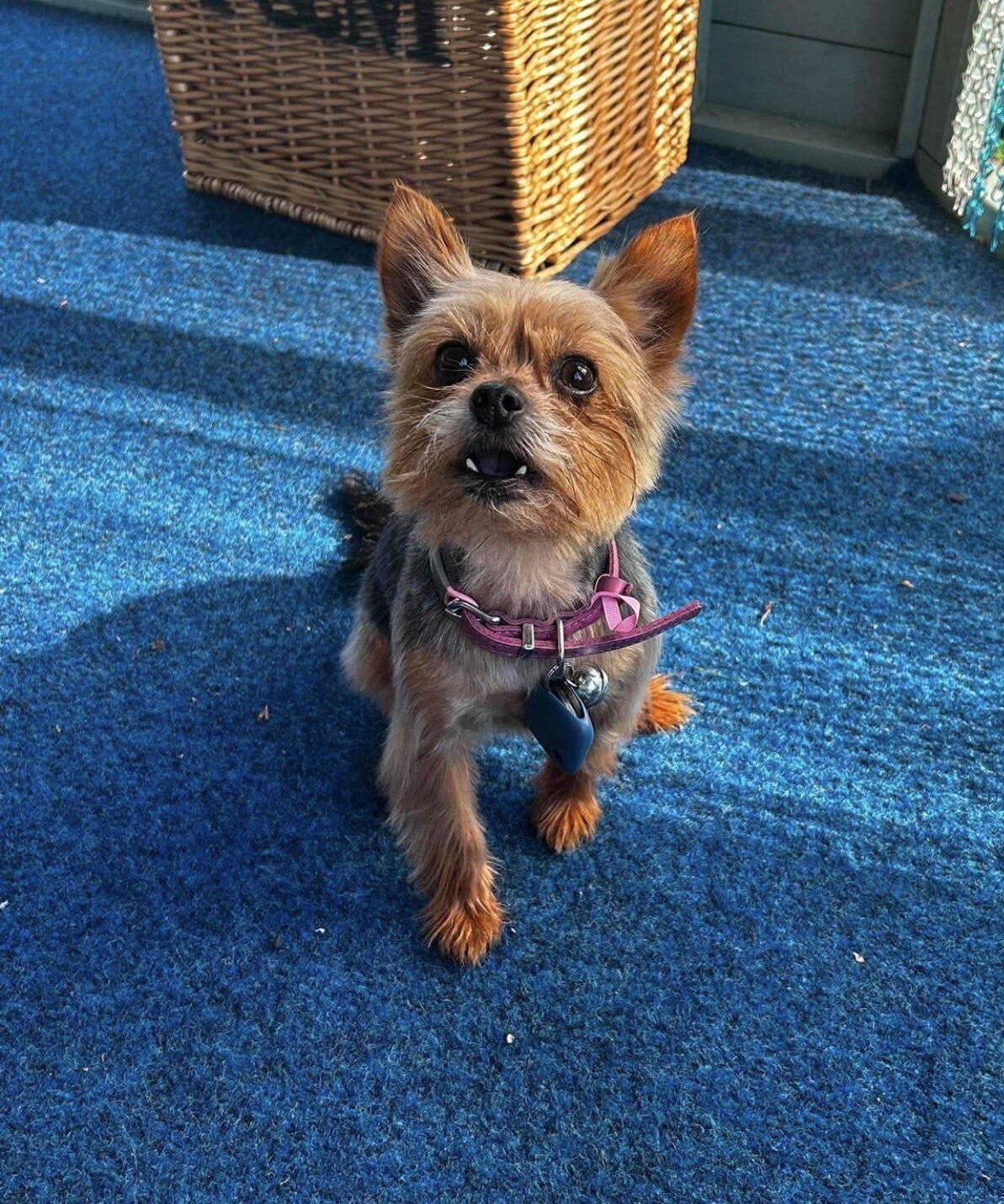 Female Yorkshire Terrier image 4