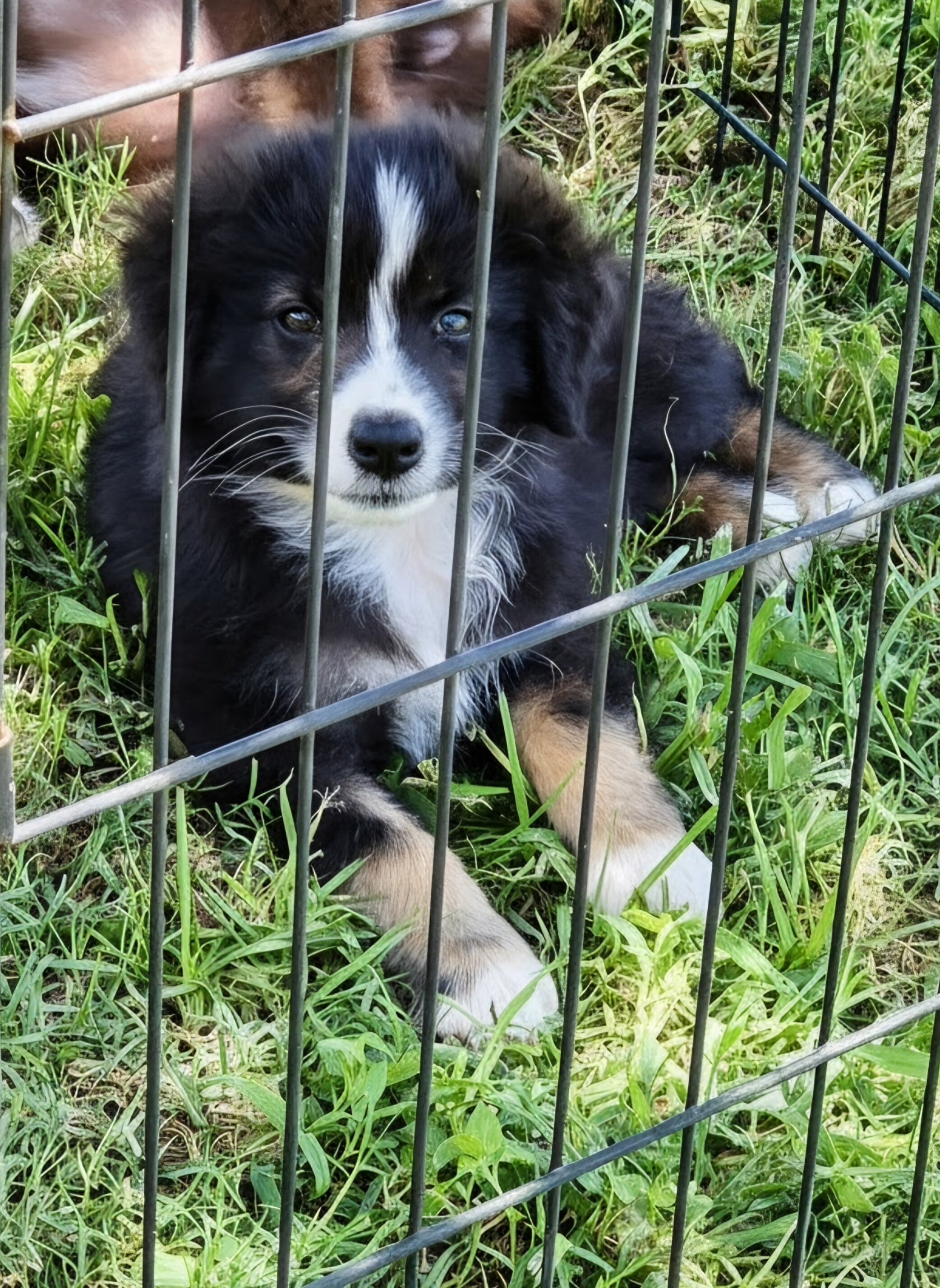 Mini Australian Shepard Puppy image 3