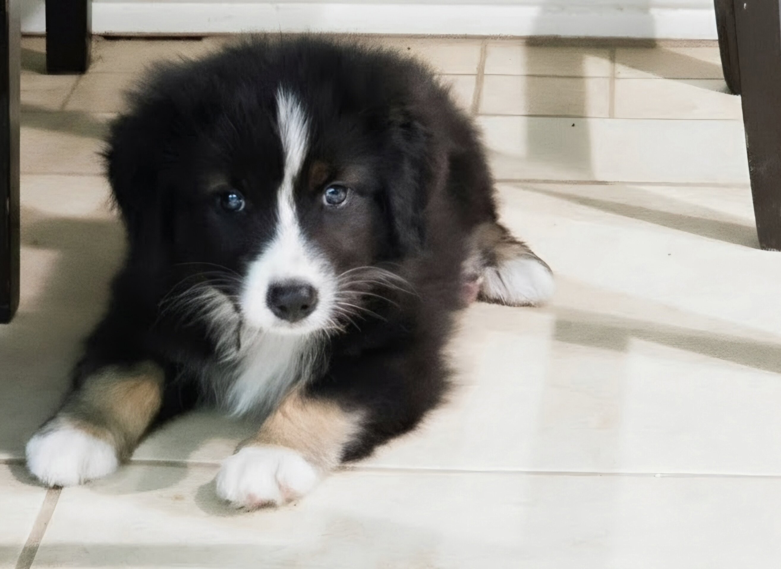Mini Australian Shepard Puppy image 1