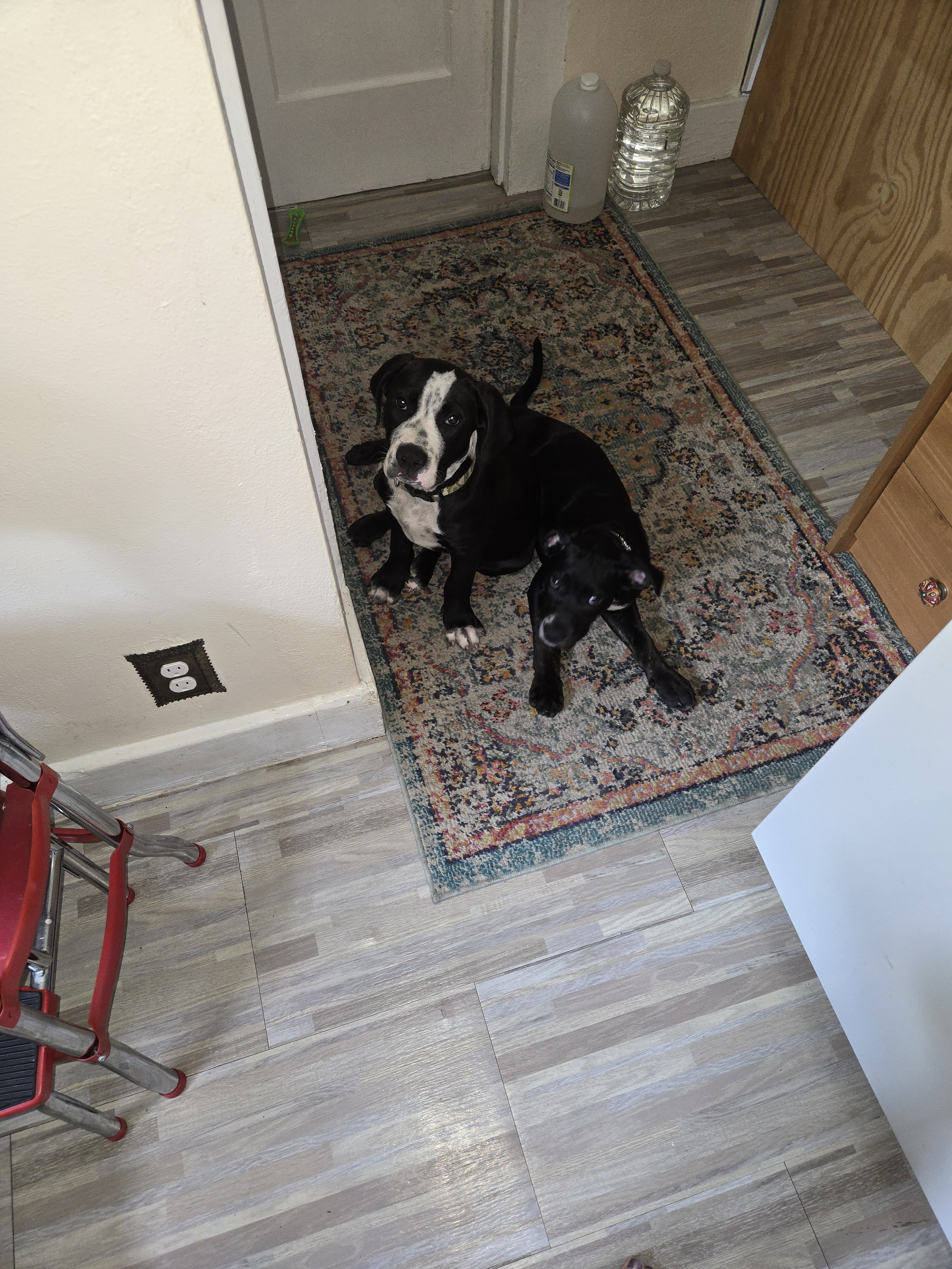 Puppies image 1