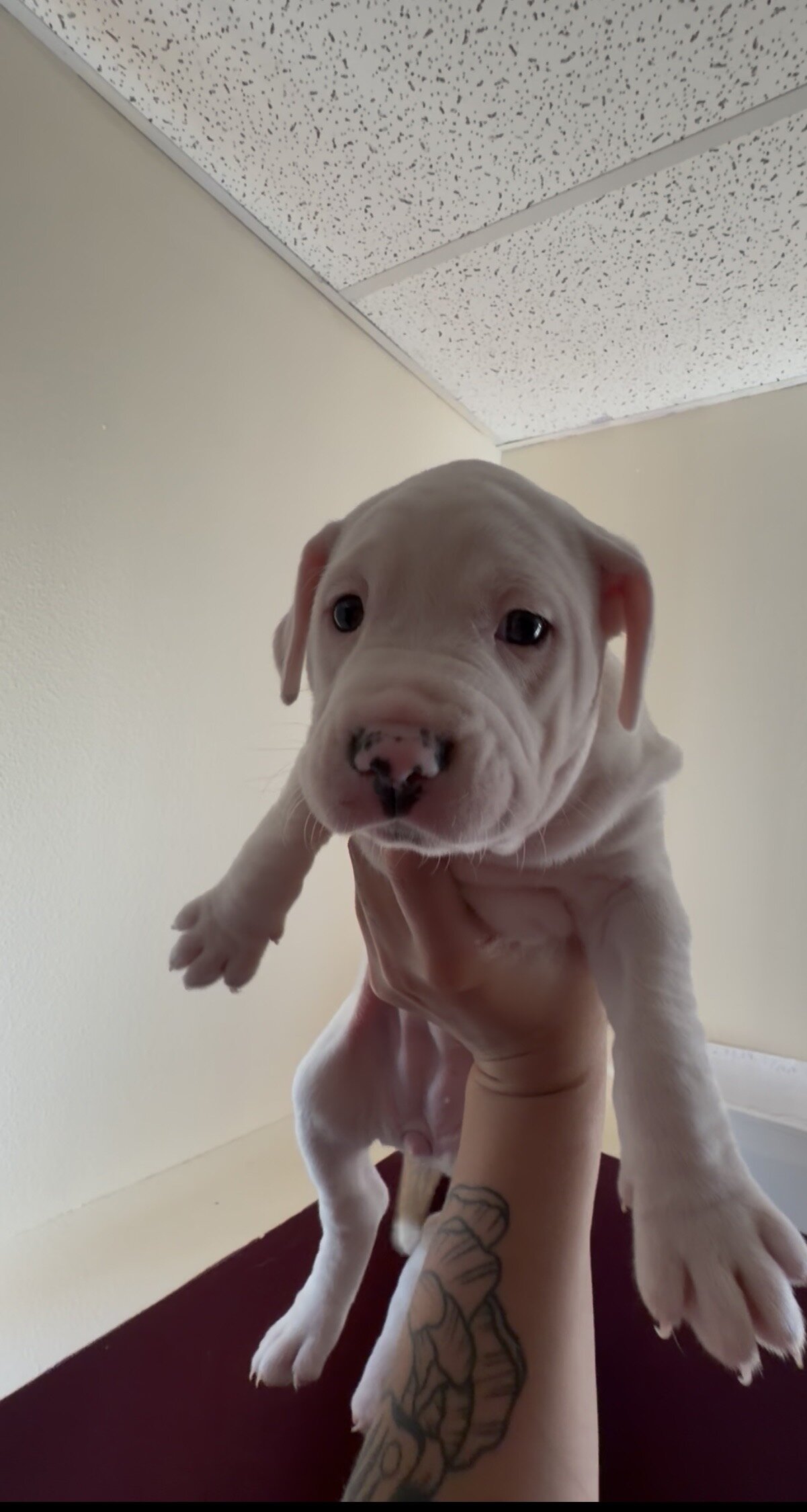 Catahoula leopard mix puppies image 3