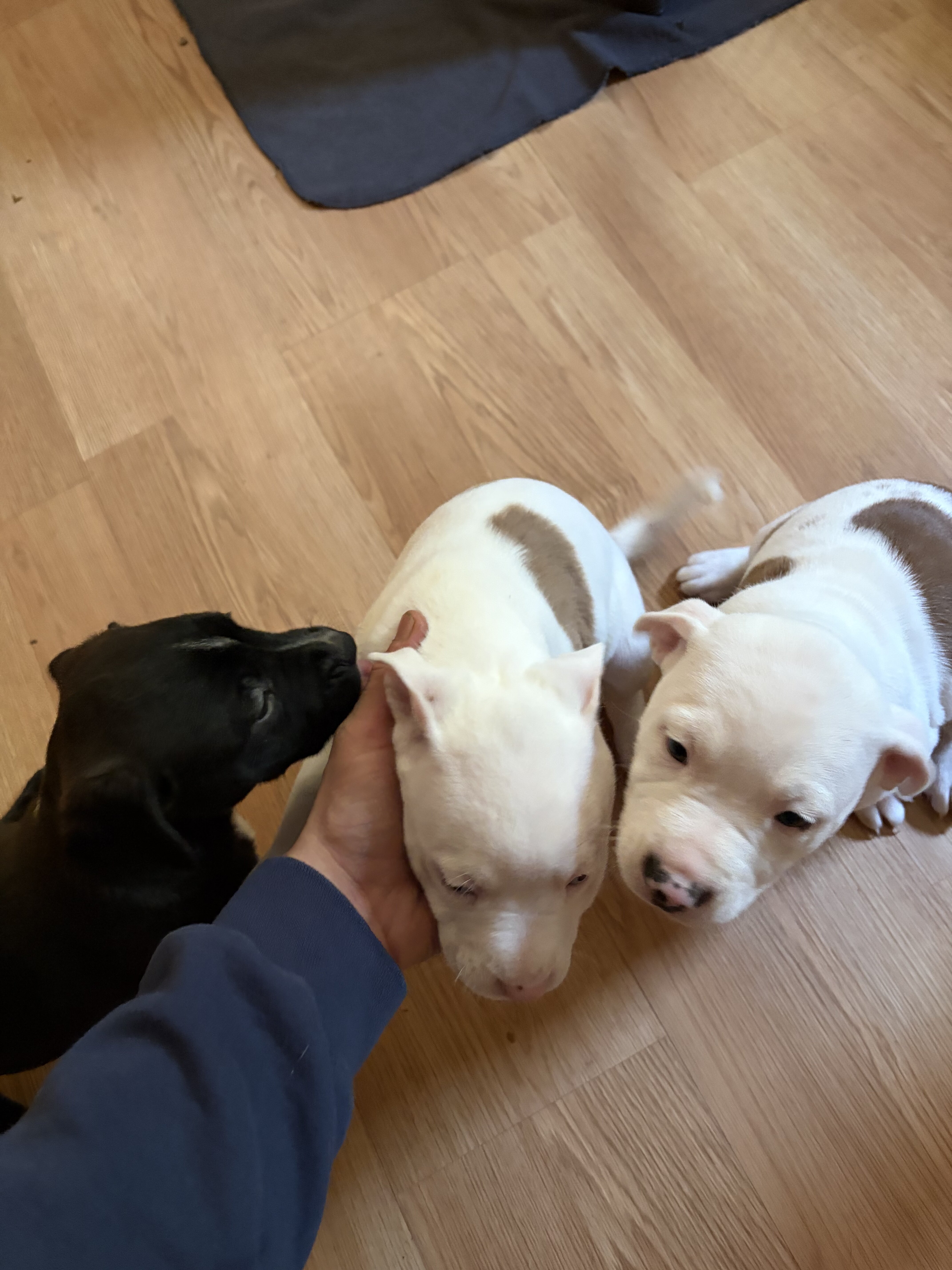 Catahoula leopard mix puppies image 4
