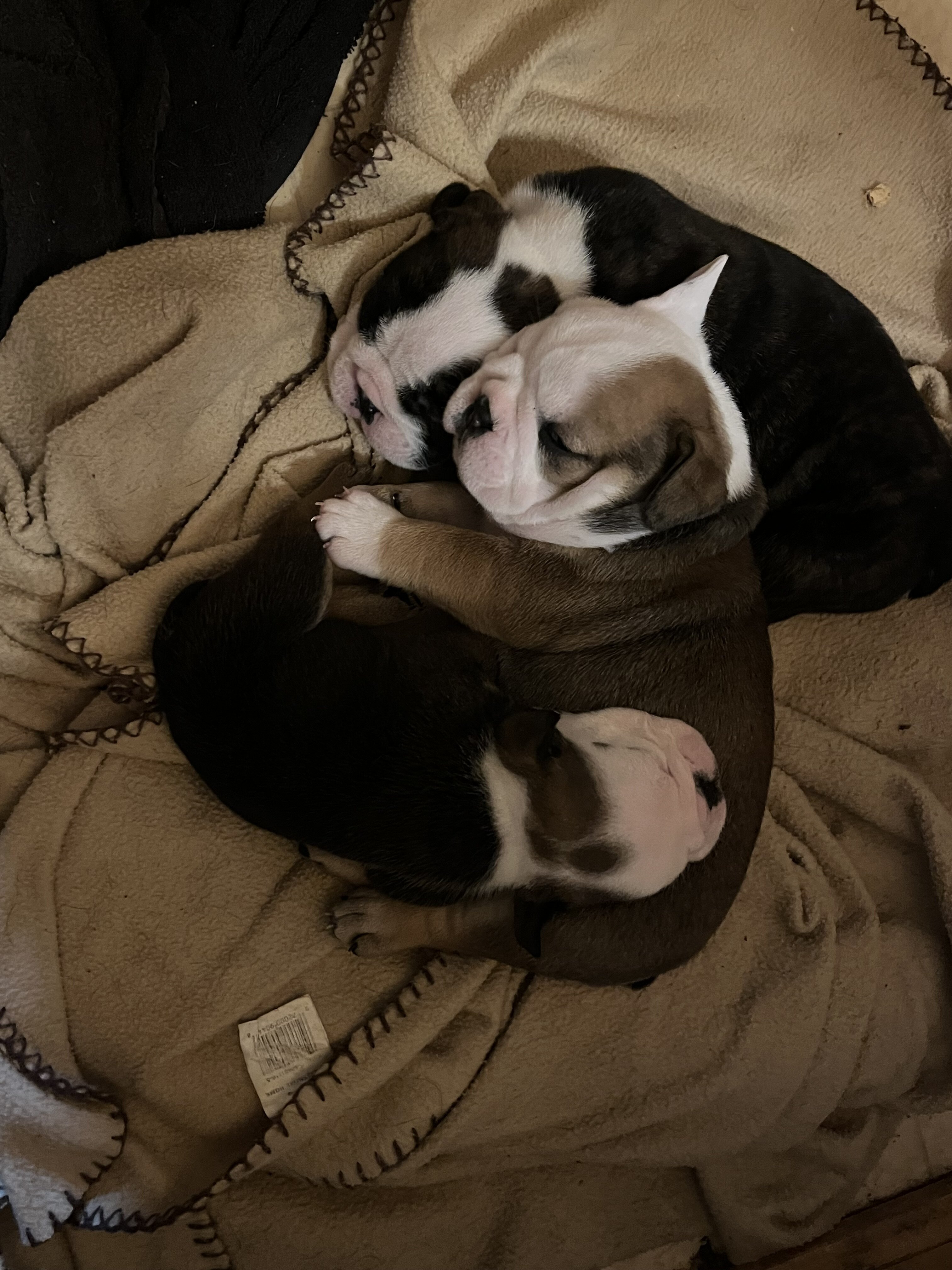 AKC English Bulldog image 4