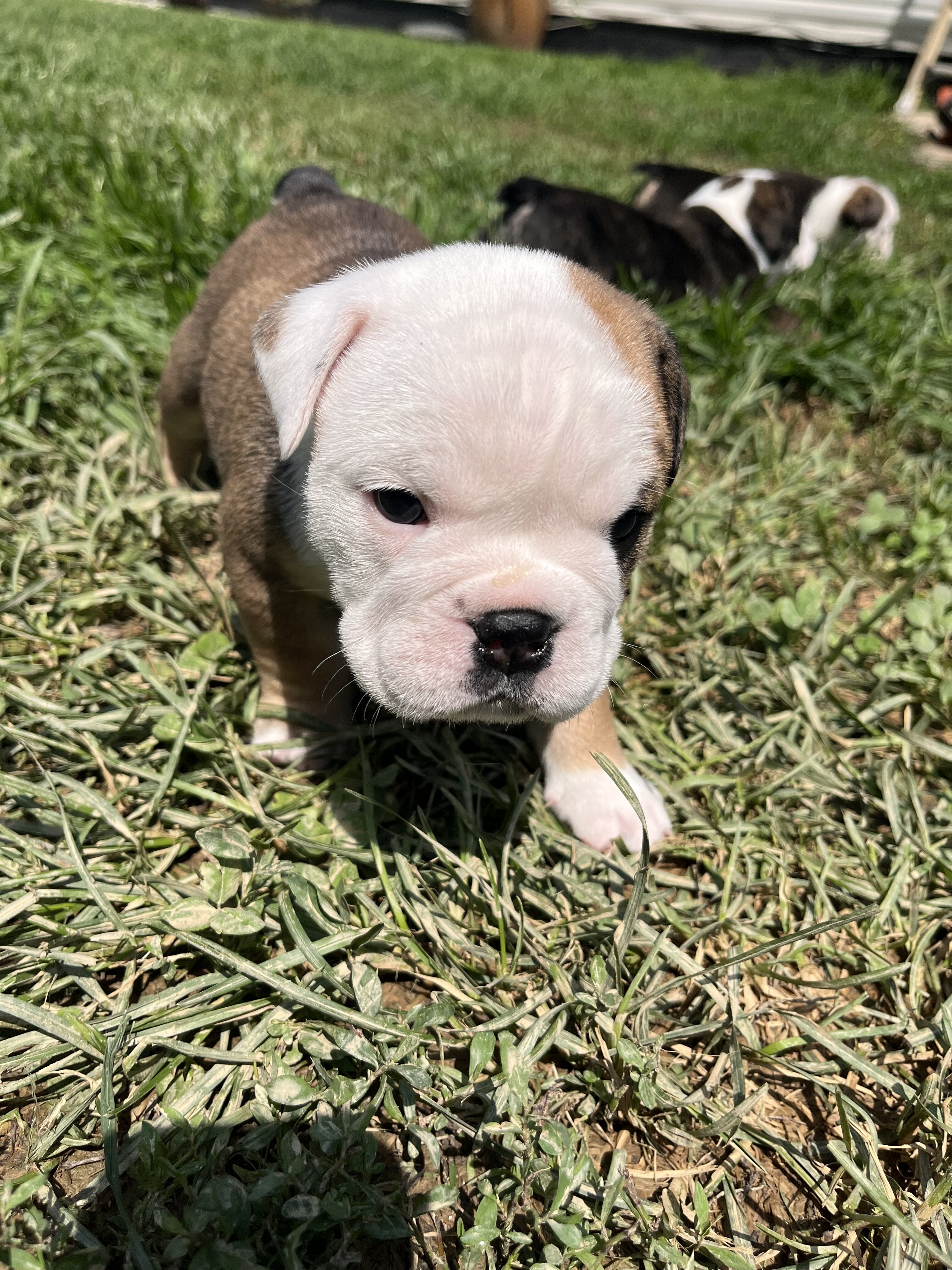AKC English Bulldog image 2
