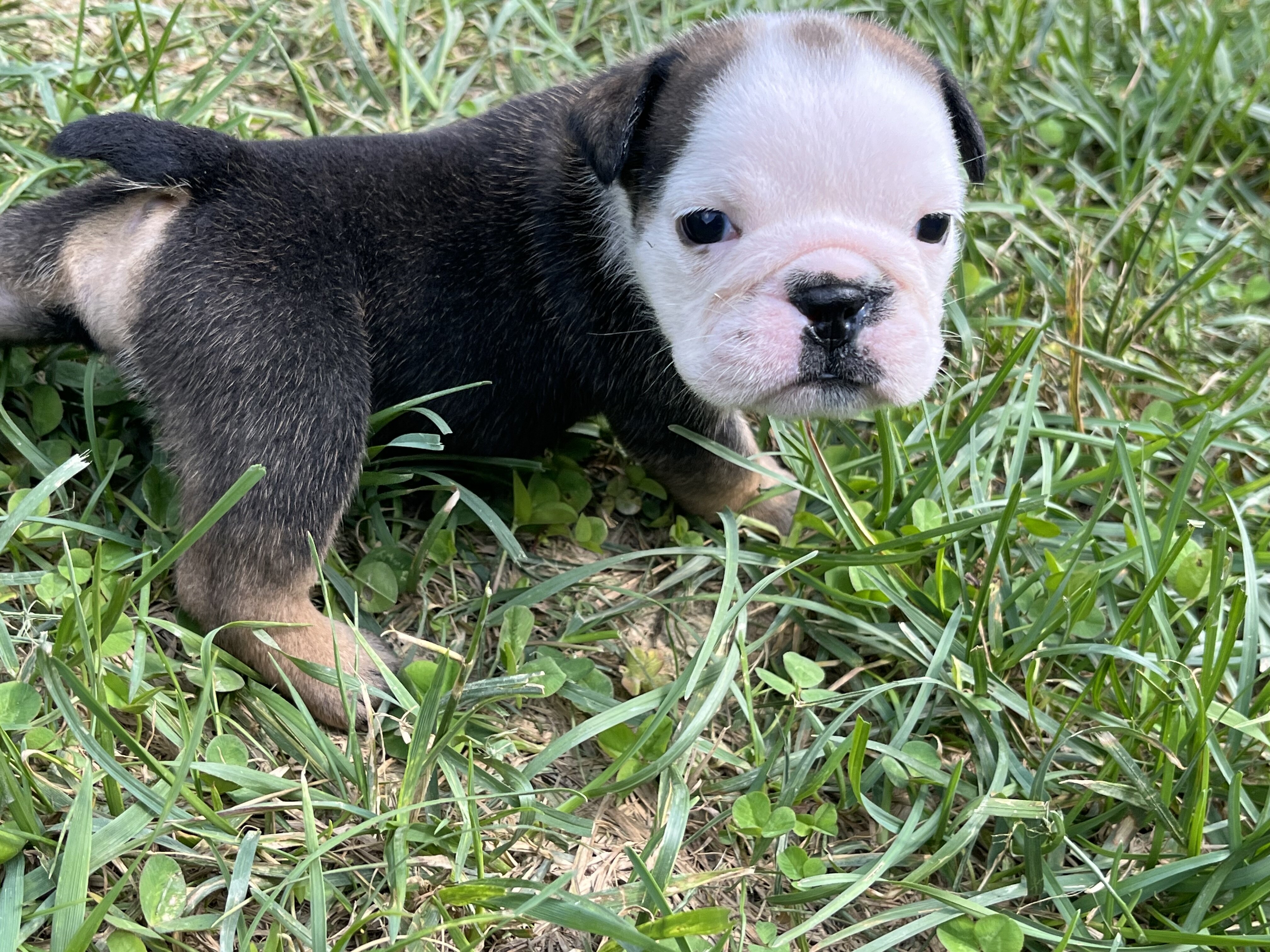 AKC English Bulldog image 1