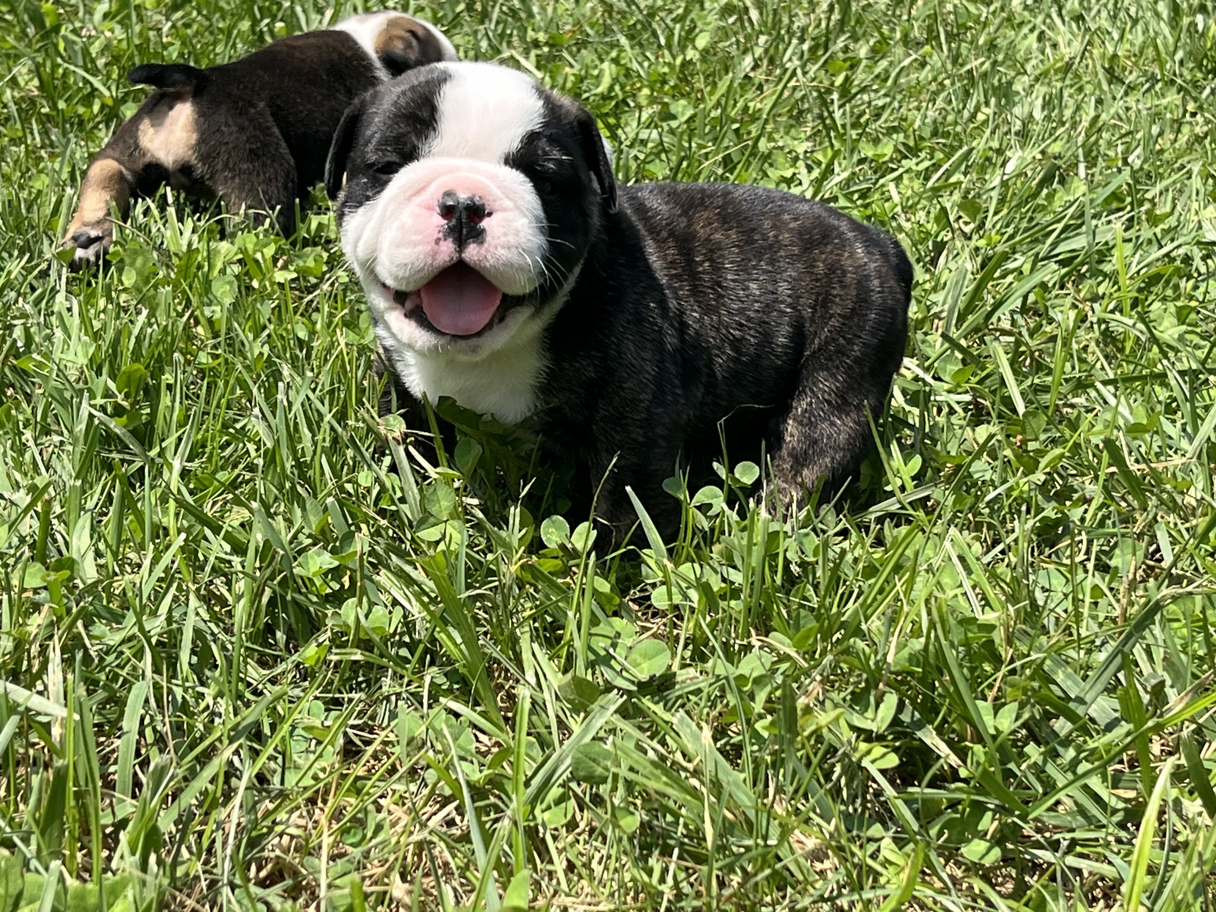 AKC English Bulldog image 3