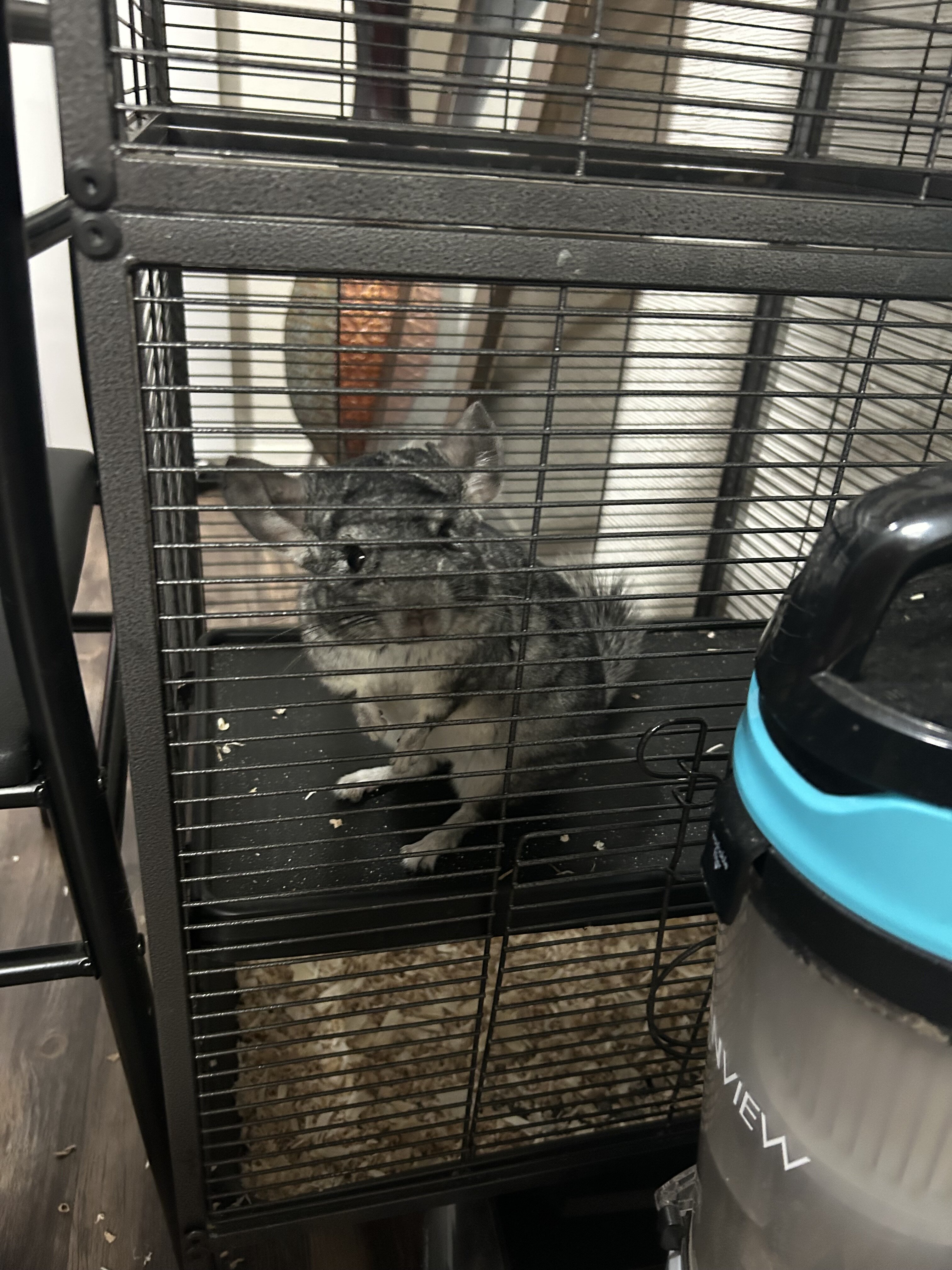 Grey chinchilla image 7