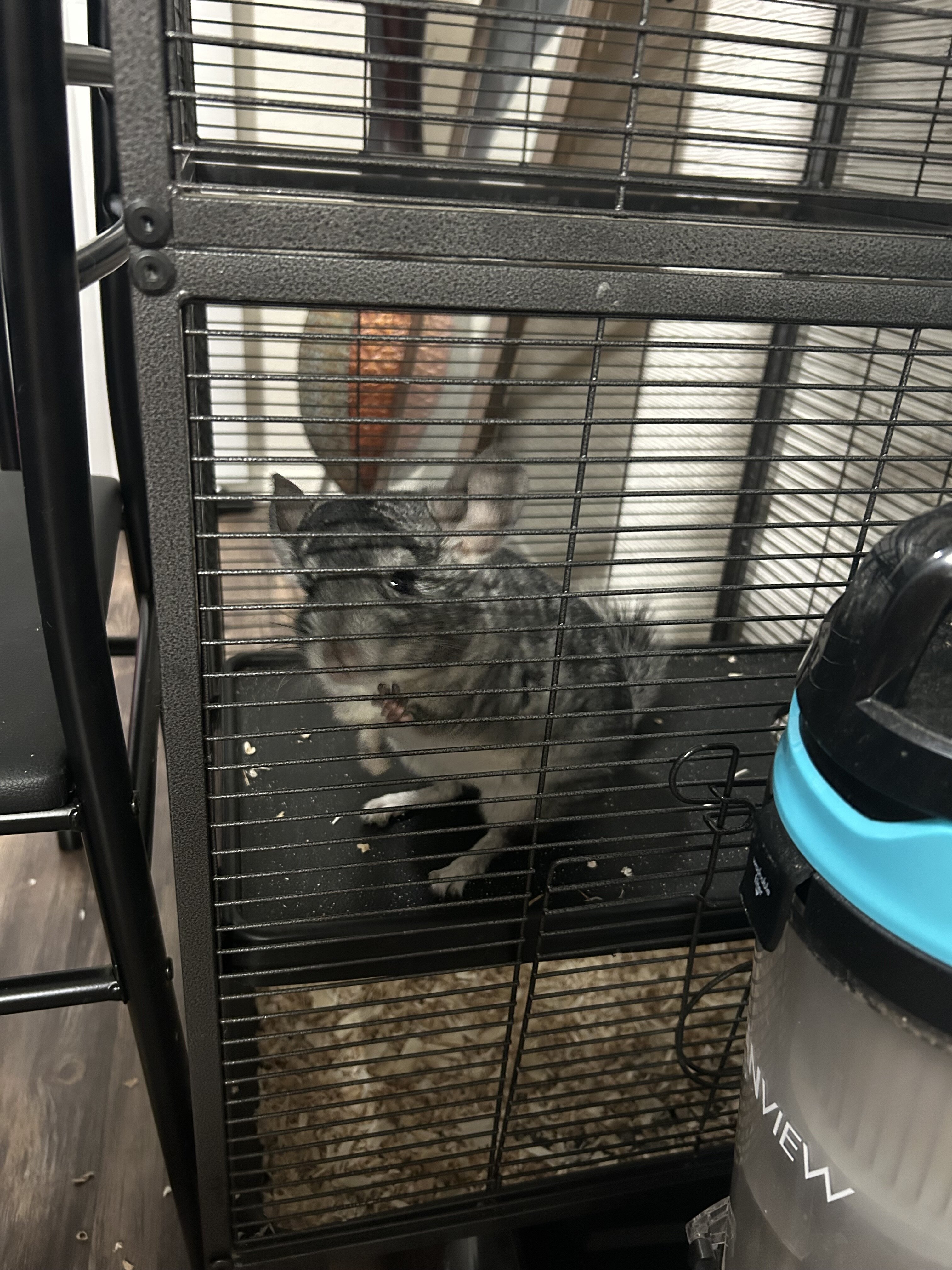 Grey chinchilla image 4