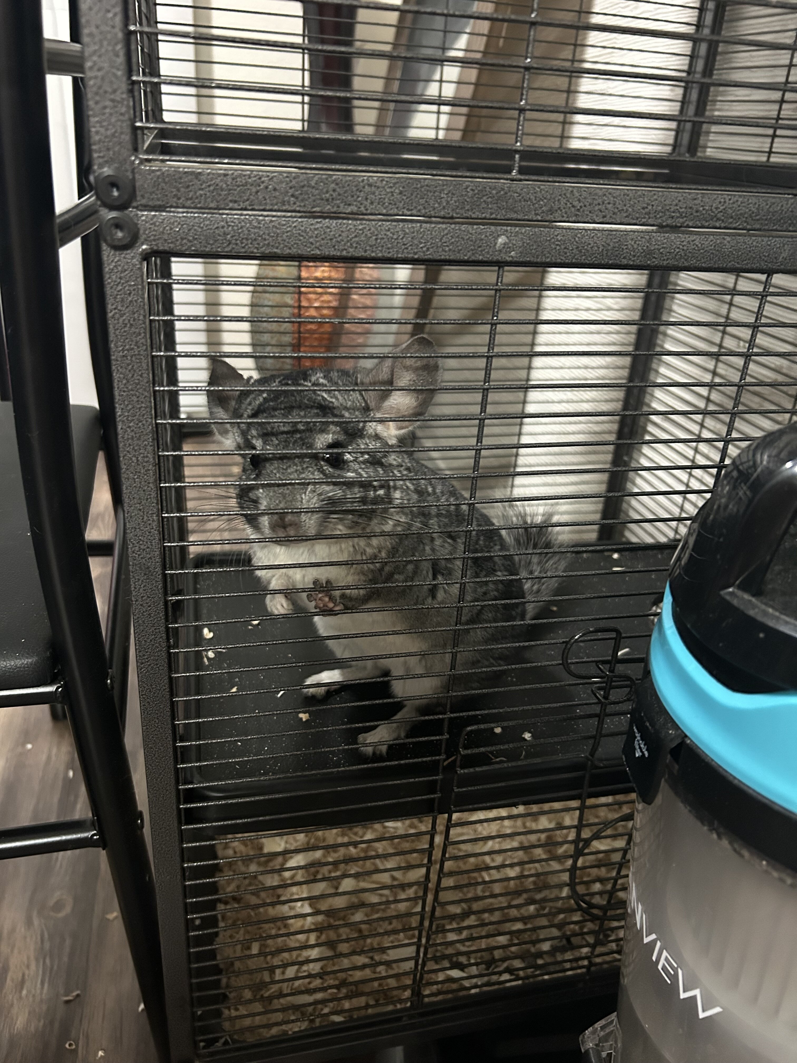 Grey chinchilla image 5