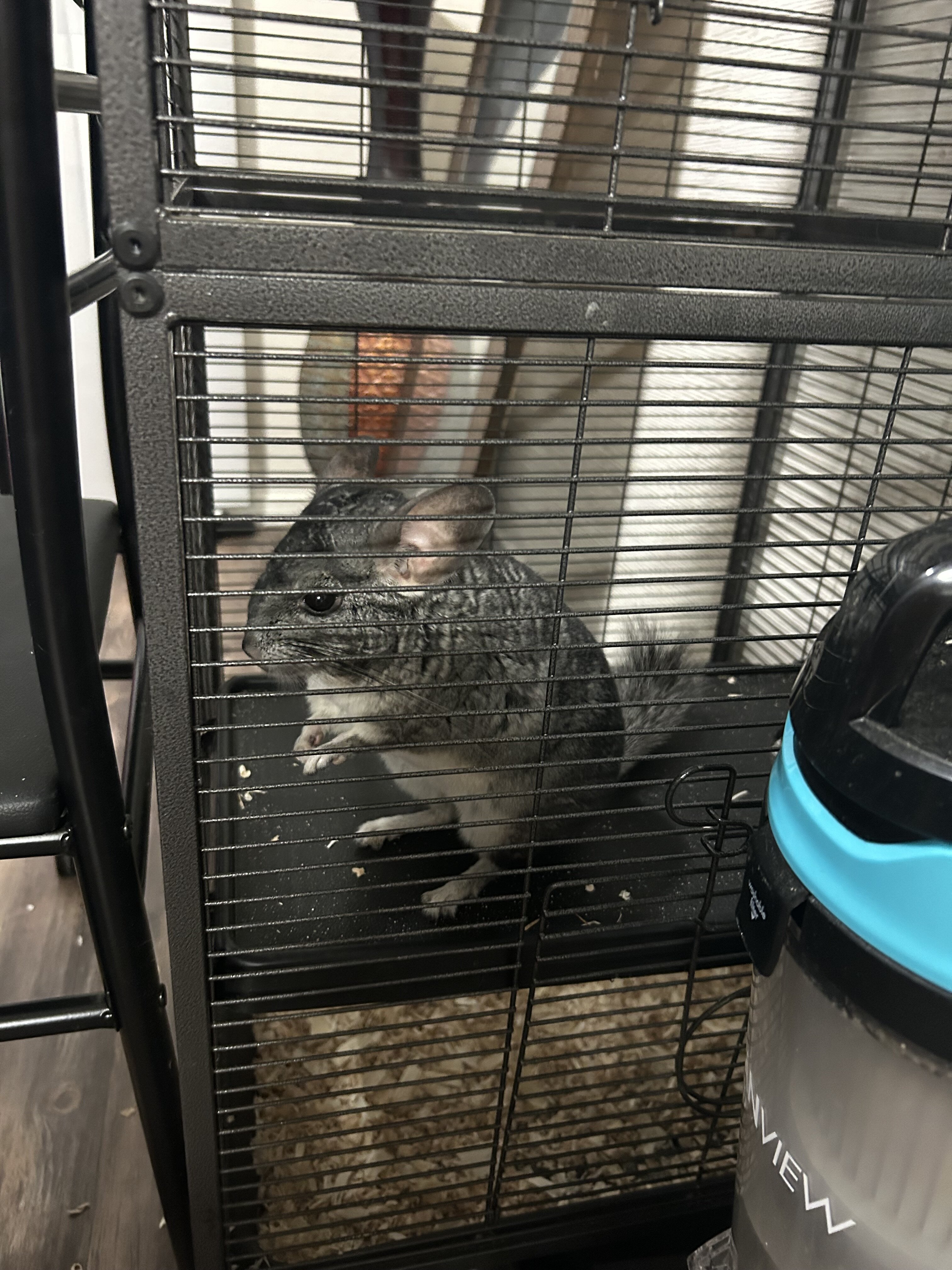 Grey chinchilla image 6