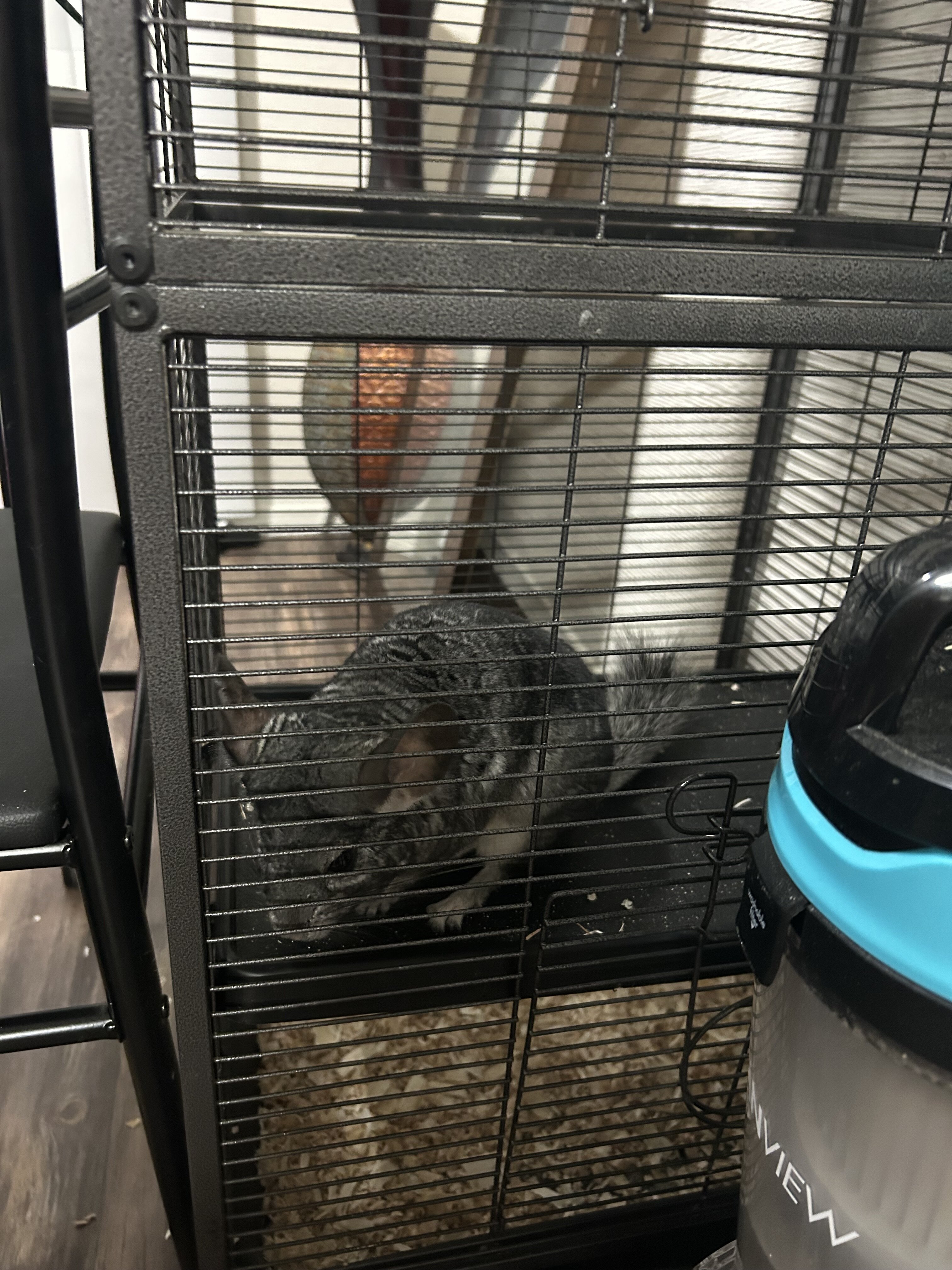Grey chinchilla image 3