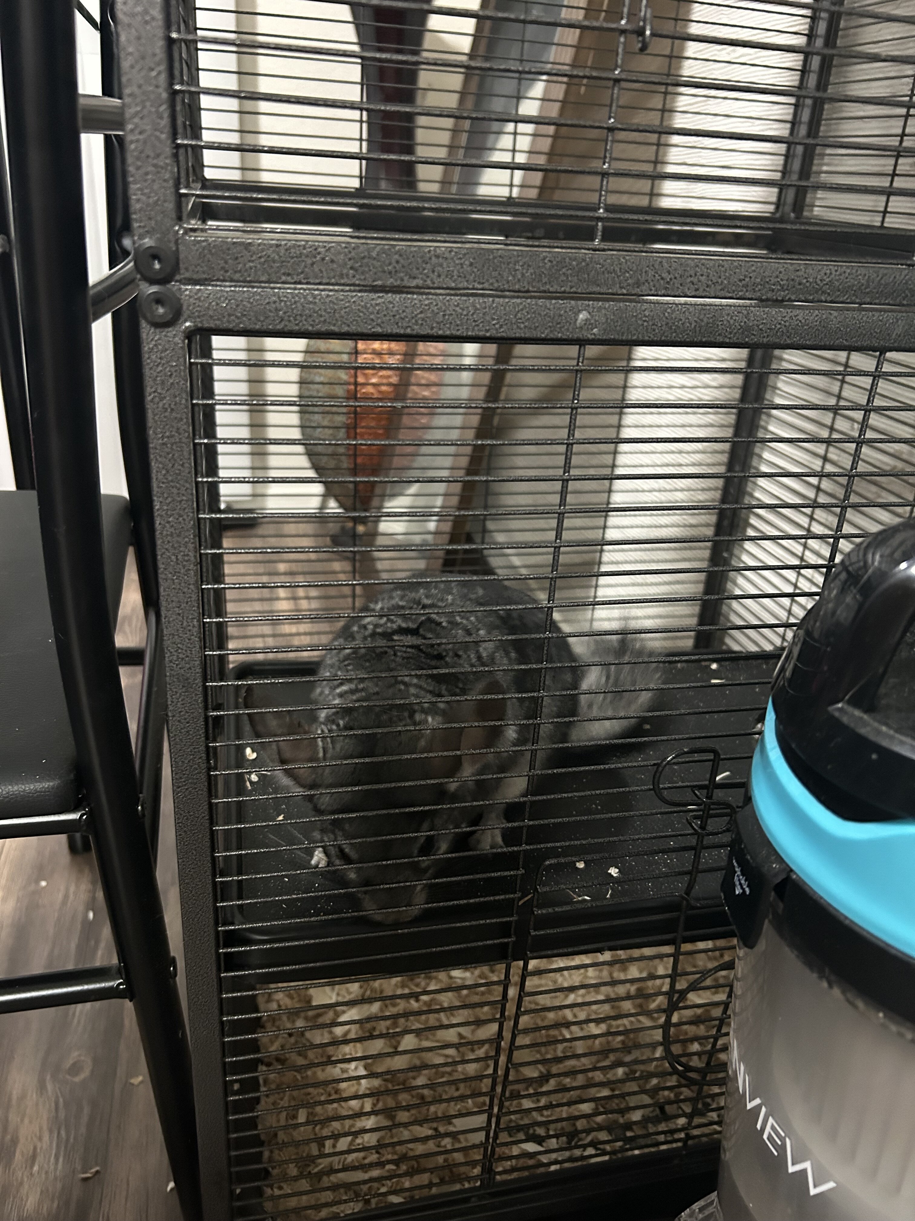 Grey chinchilla image 2