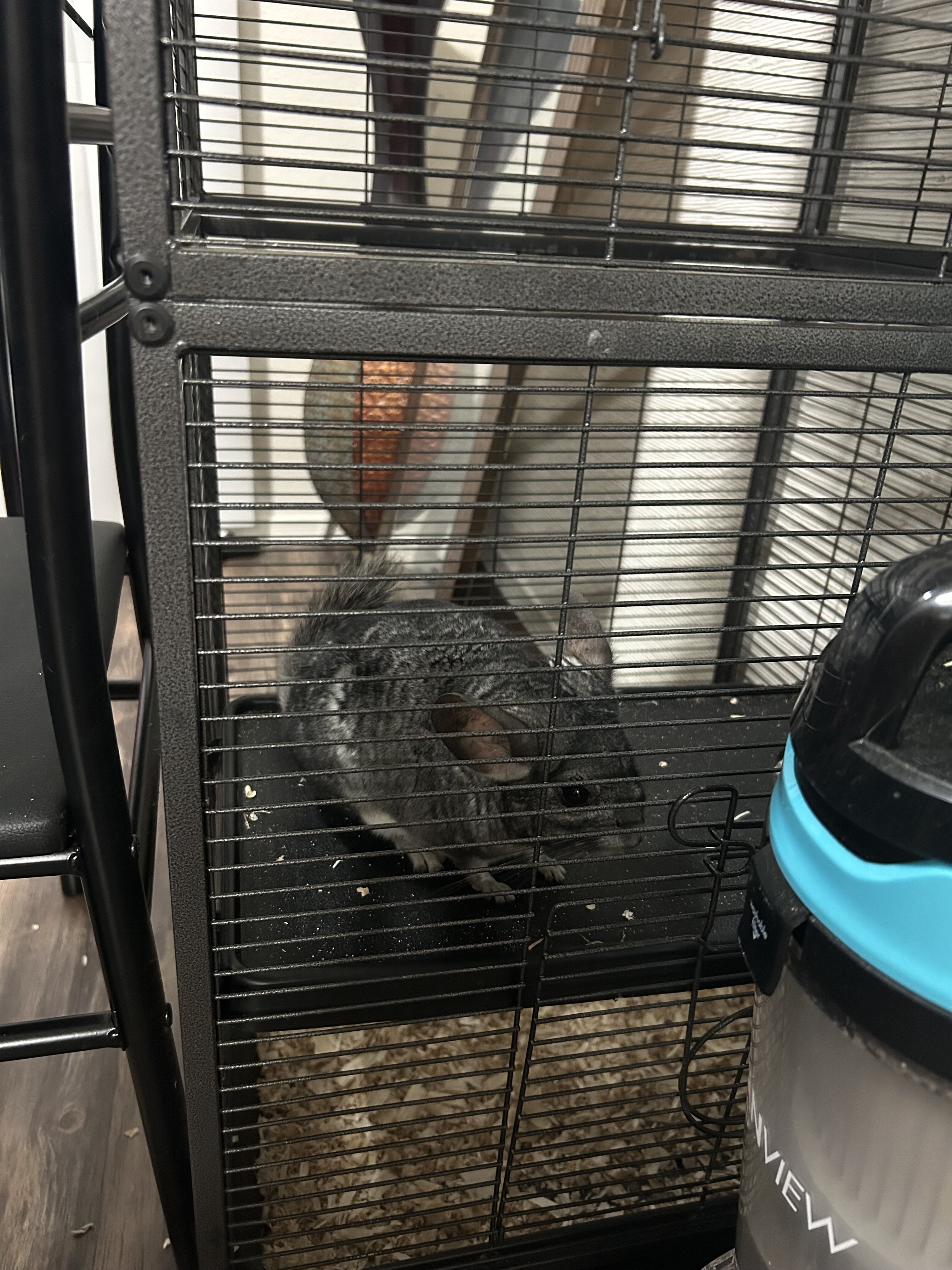 Grey chinchilla image 1