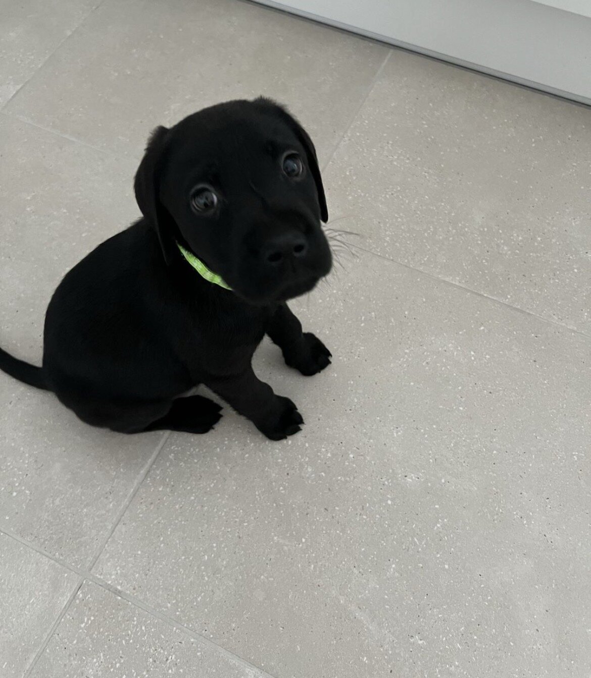 Sweet Black Labrador Retriever Pup 8 Weeks Old & L image 2