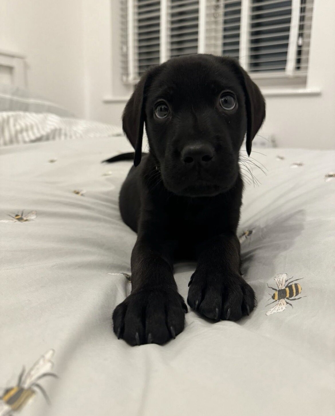 Sweet Black Labrador Retriever Pup 8 Weeks Old & L image 1