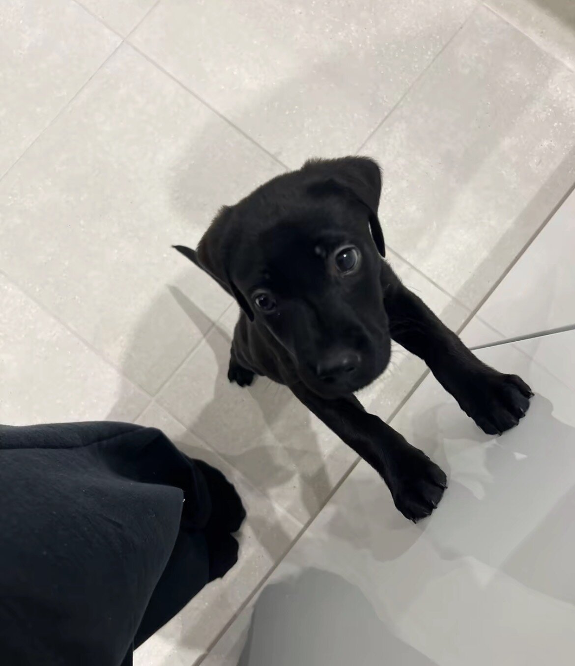 Sweet Black Labrador Retriever Pup 8 Weeks Old & L image 3