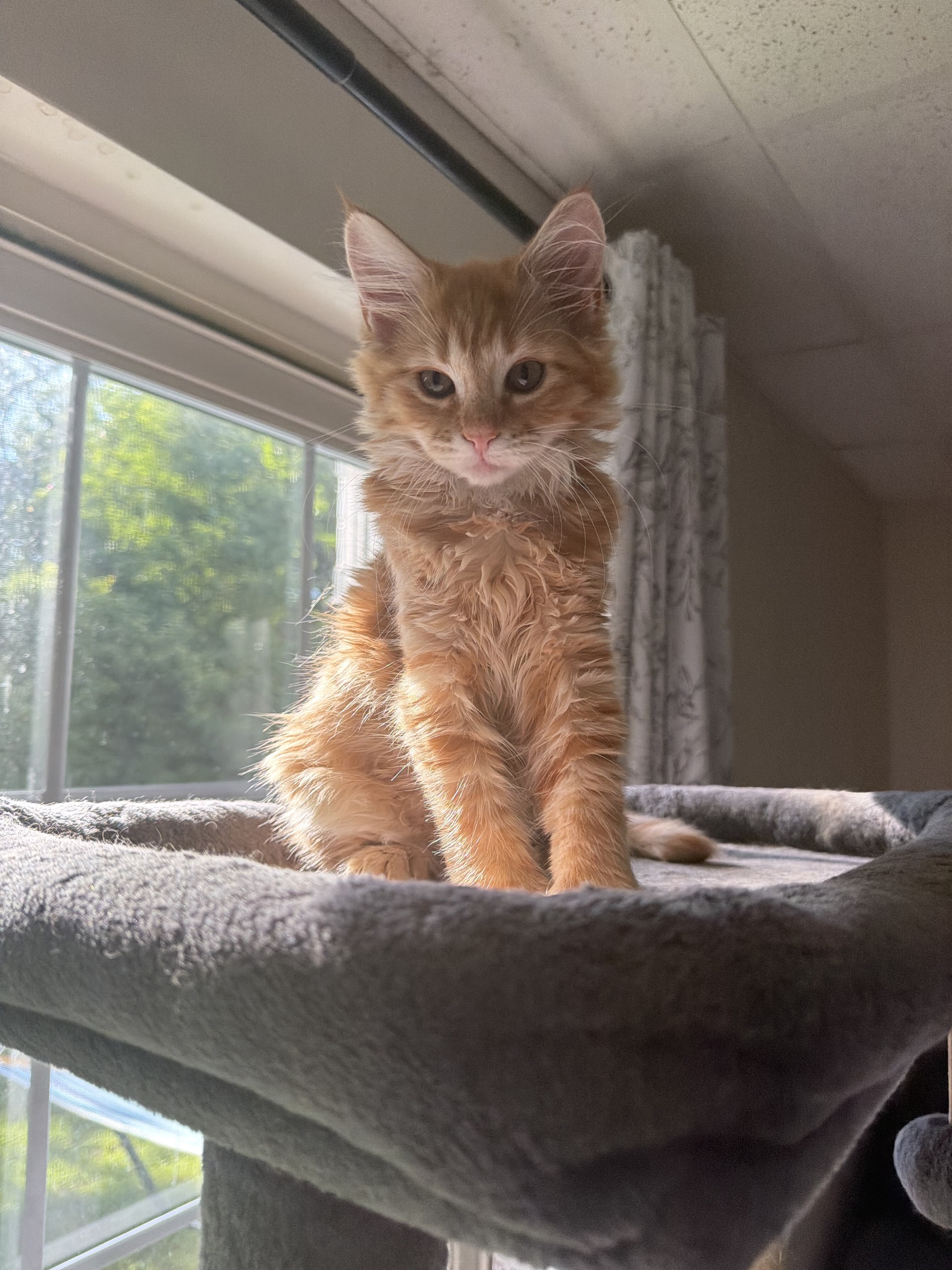 Kittens image 3