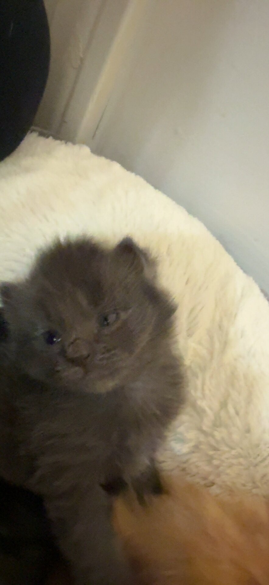 Kittens image 1