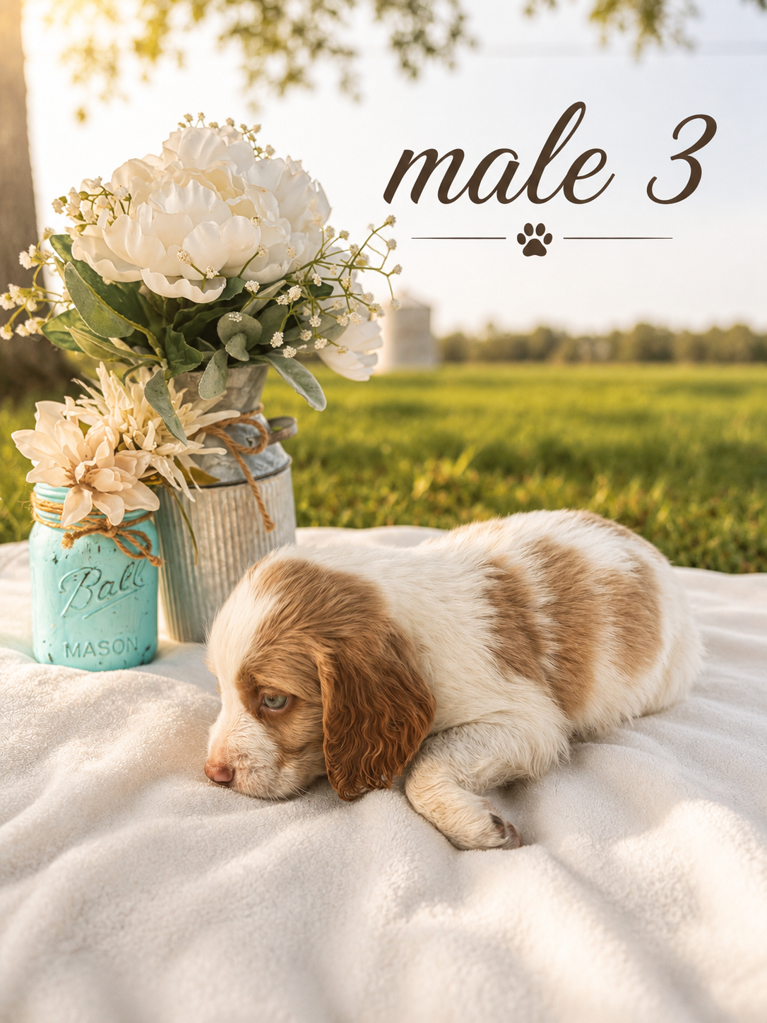 Brittany Spaniel Male image 1