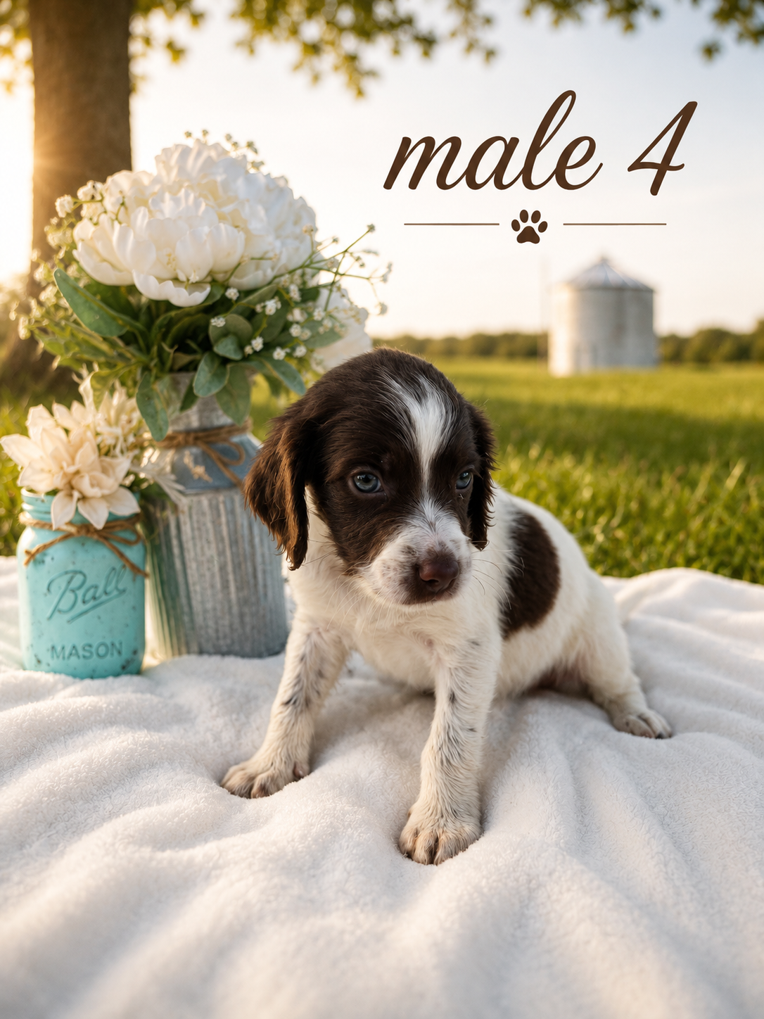 Male Brittany Spaniel image 1