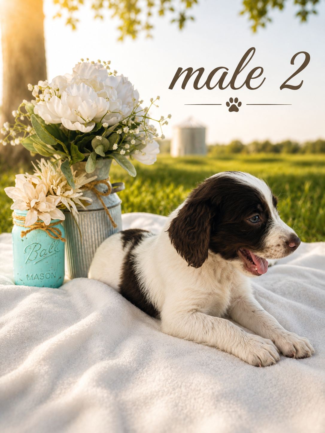 Brittany spaniel male 2 image 1