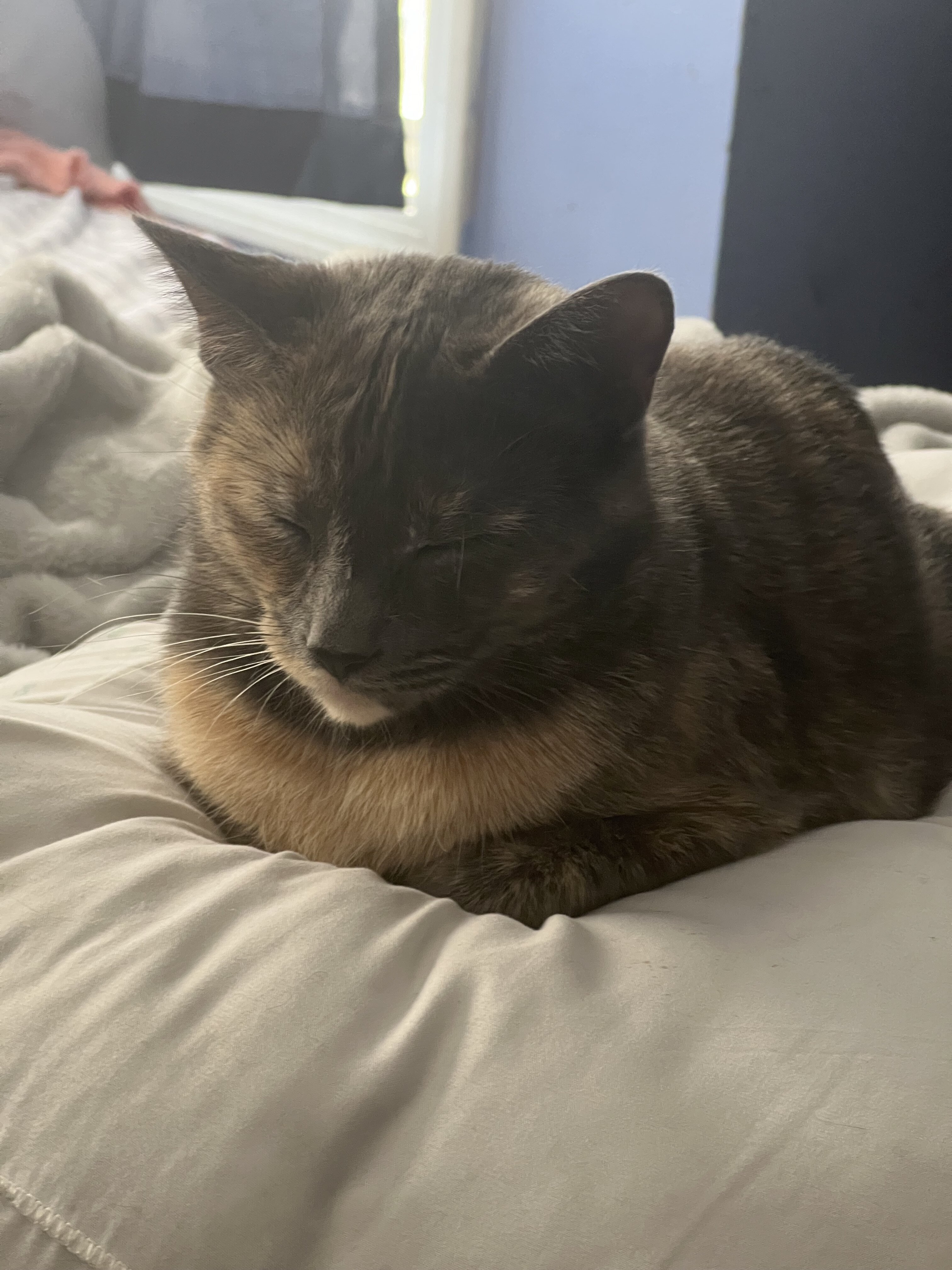 Female cat to good home image 3