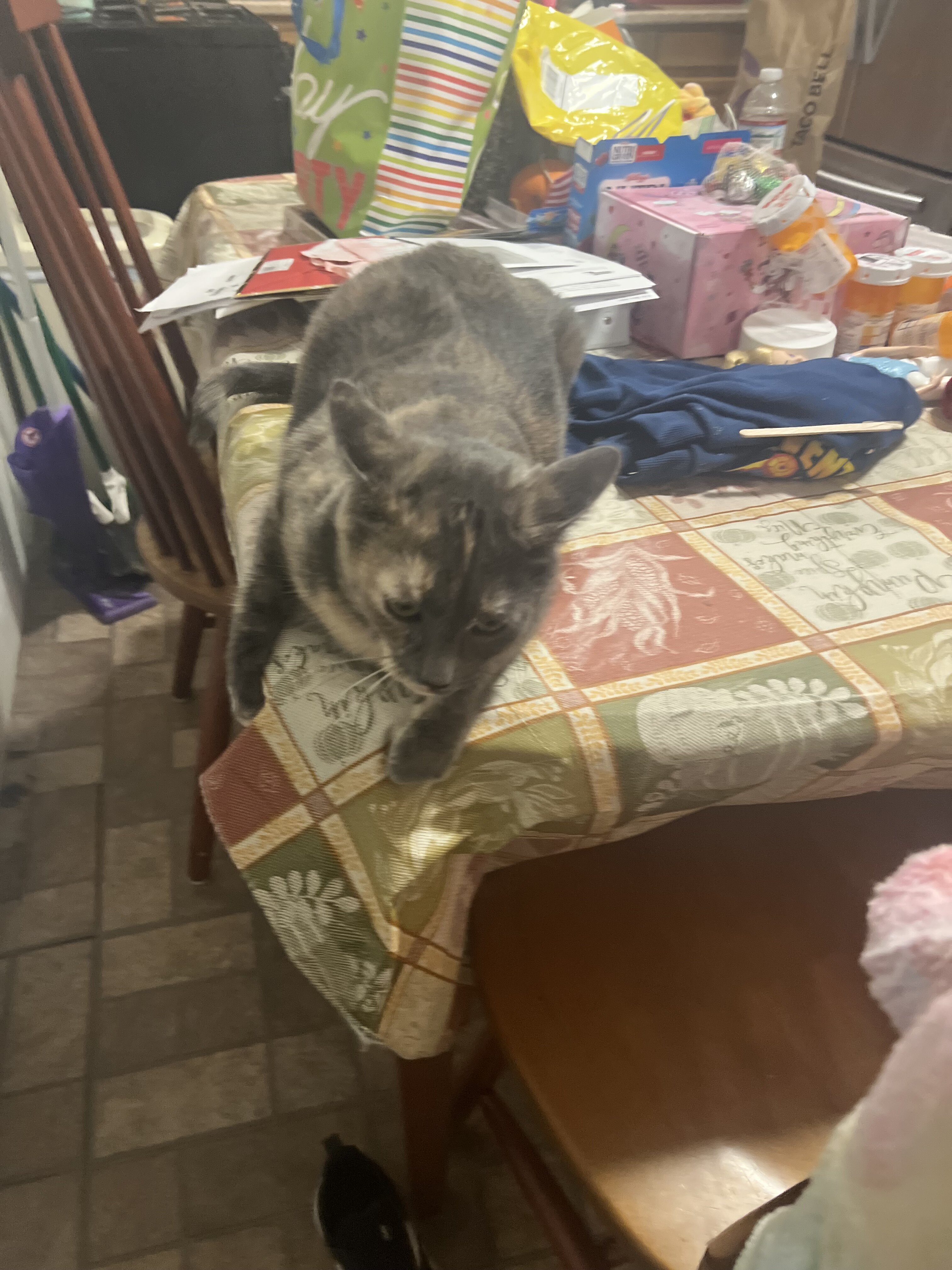 Female cat to good home image 2