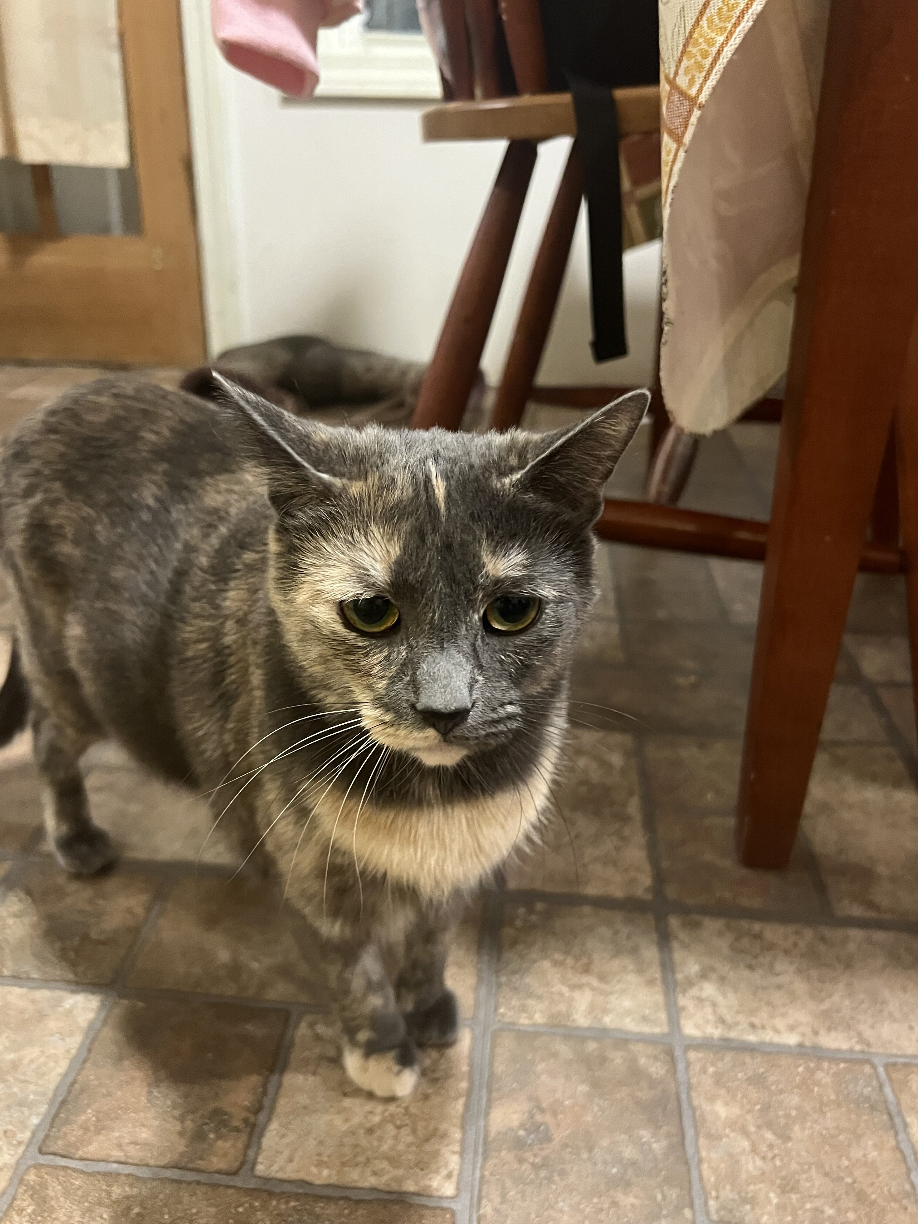 Female cat to good home image 1