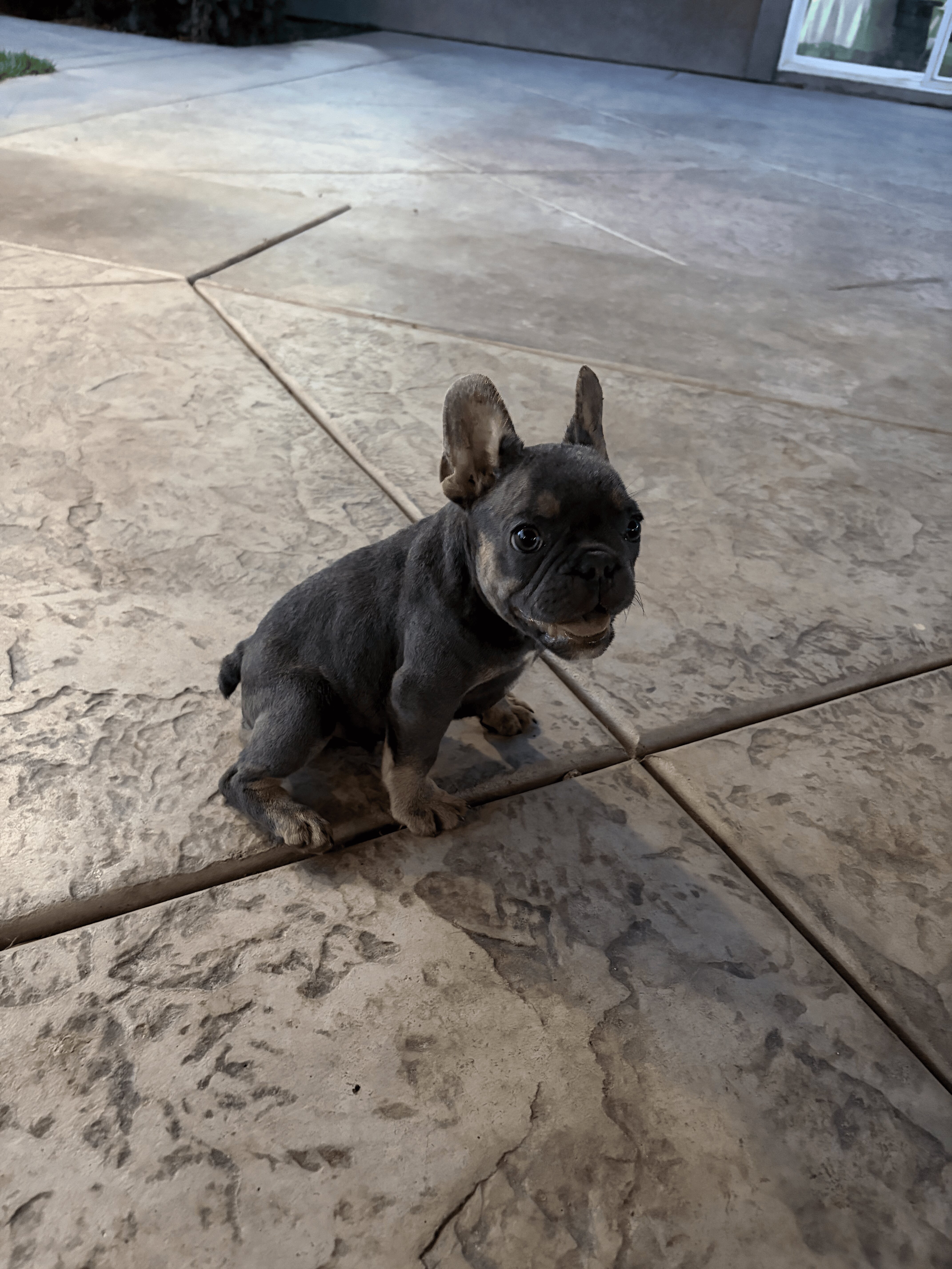 🐾 AKC Registered French Bulldog Puppies 🐾 image 2
