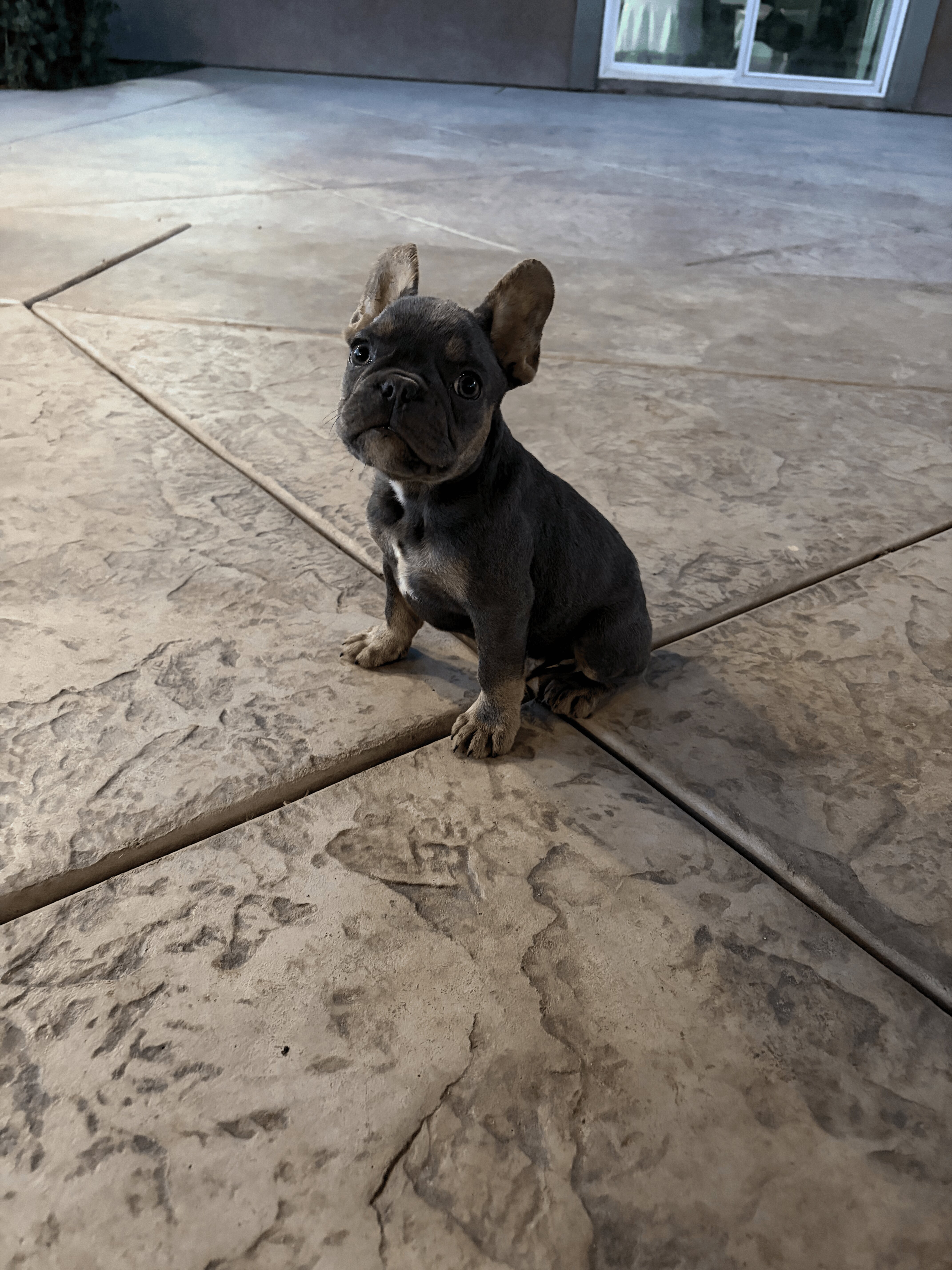 🐾 AKC Registered French Bulldog Puppies 🐾 image 3