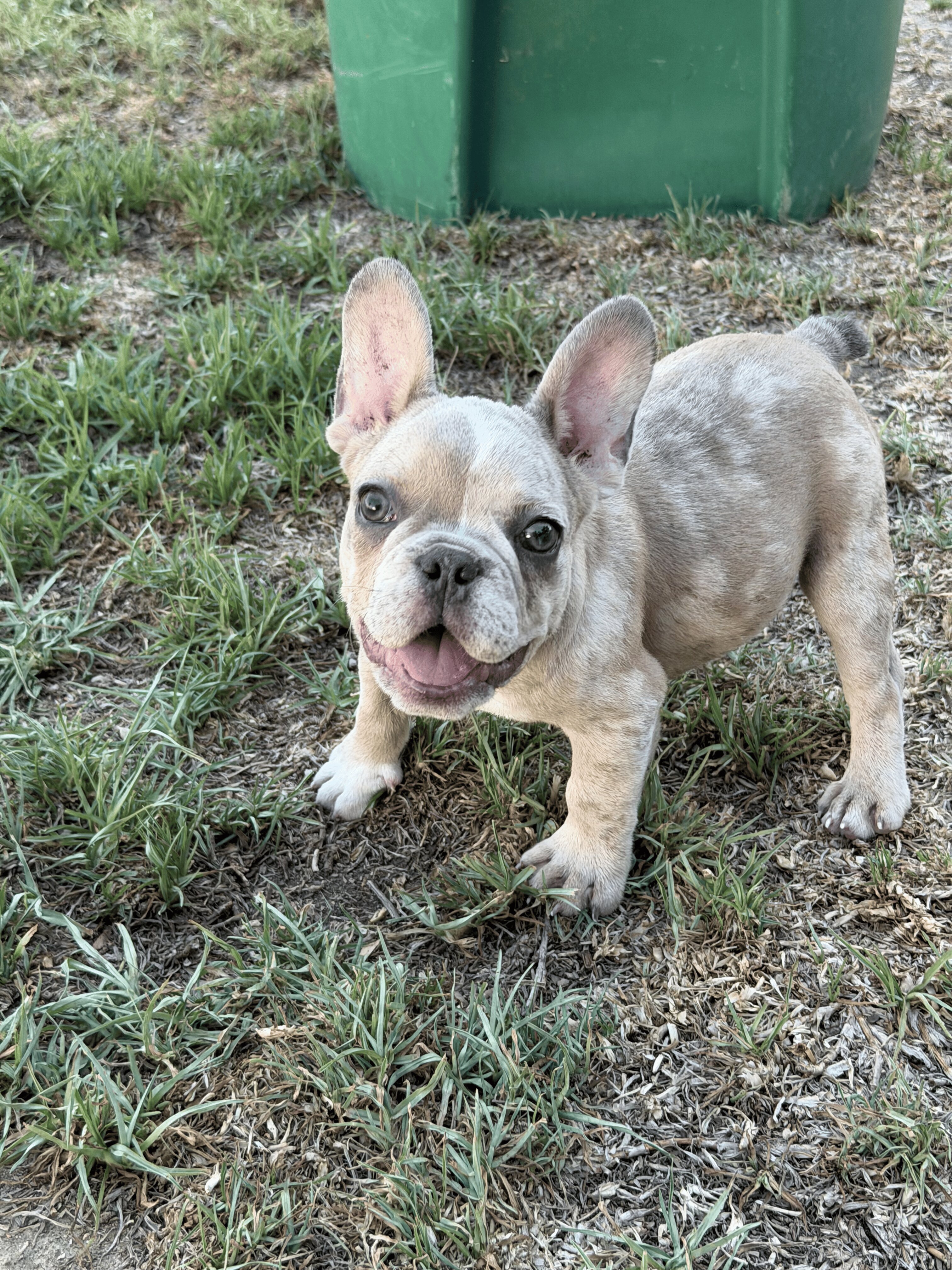 🐾 AKC Registered French Bulldog Puppies 🐾 image 4