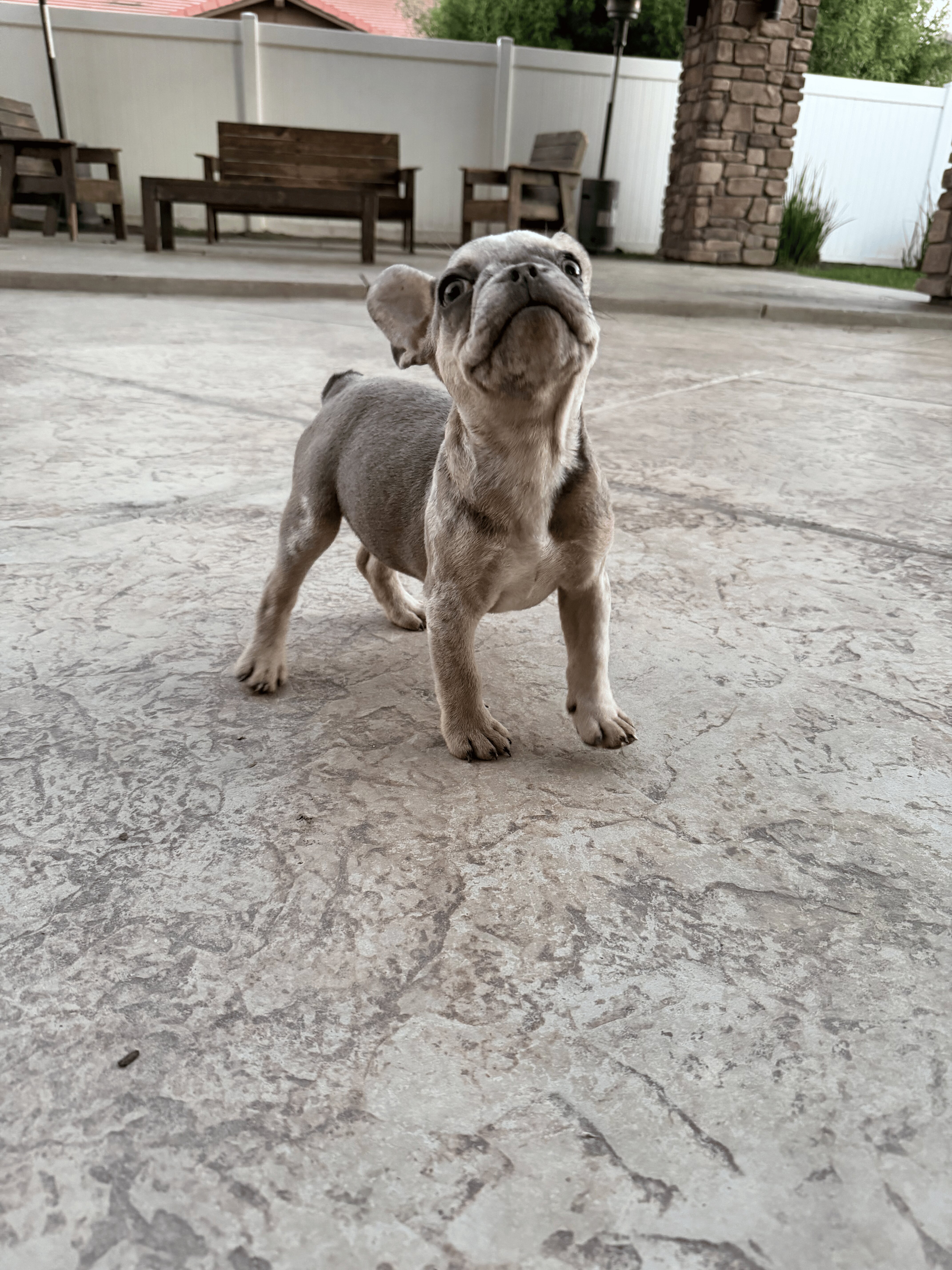 🐾 AKC Registered French Bulldog Puppies 🐾 image 9