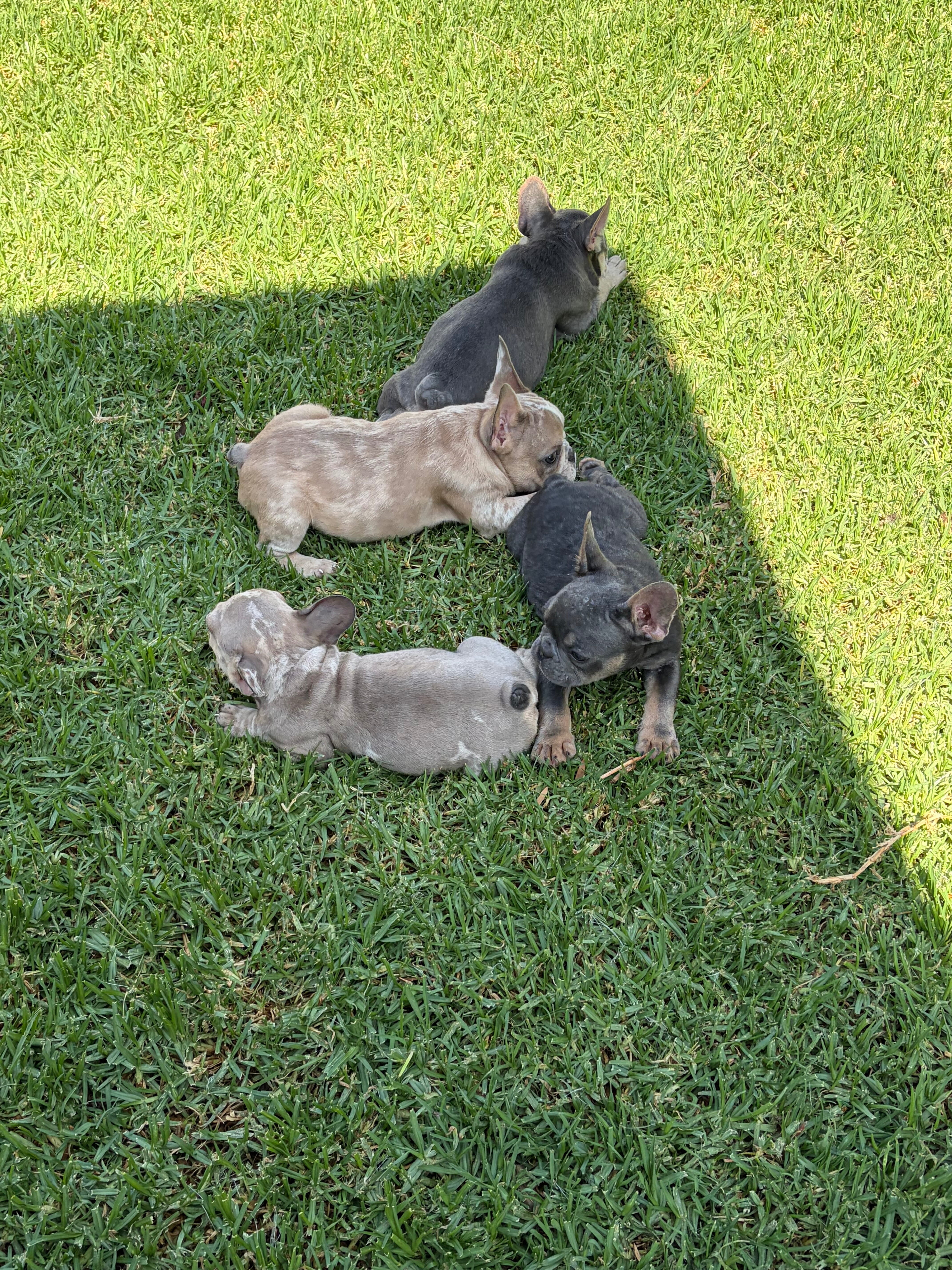 🐾 AKC Registered French Bulldog Puppies 🐾 image 1