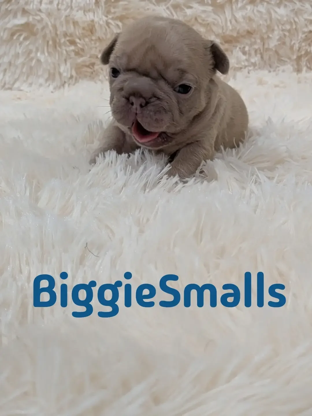 French bulldog, big rope lilac , Isabella, image 1