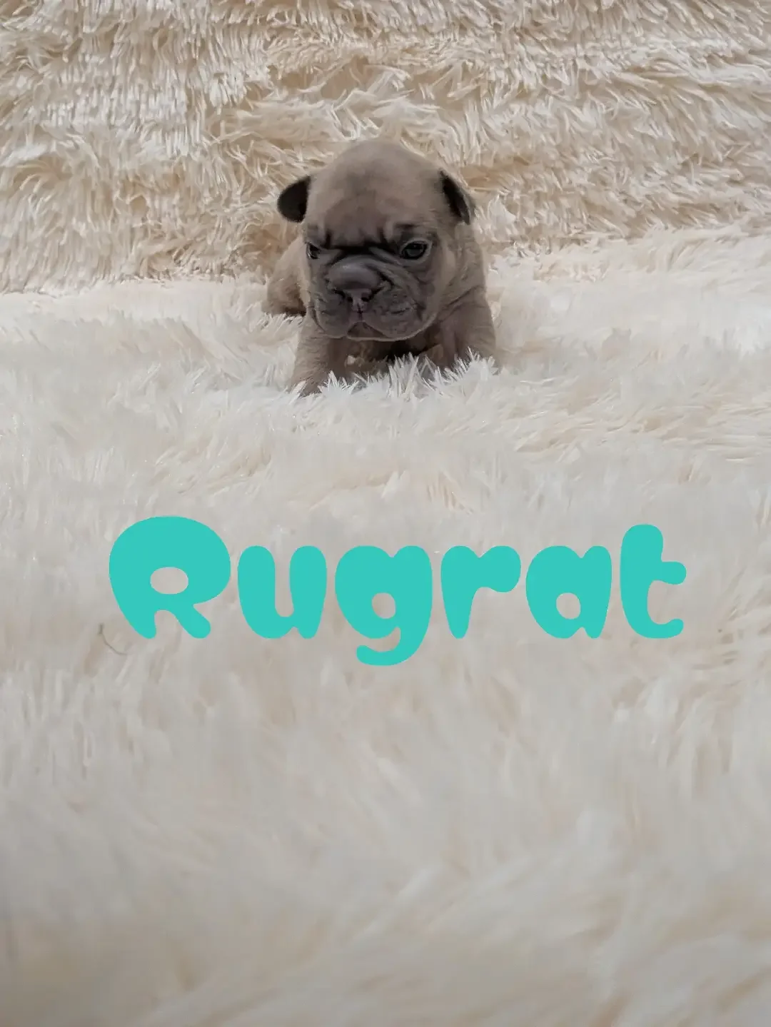 French bulldog, big rope lilac , Isabella, image 3