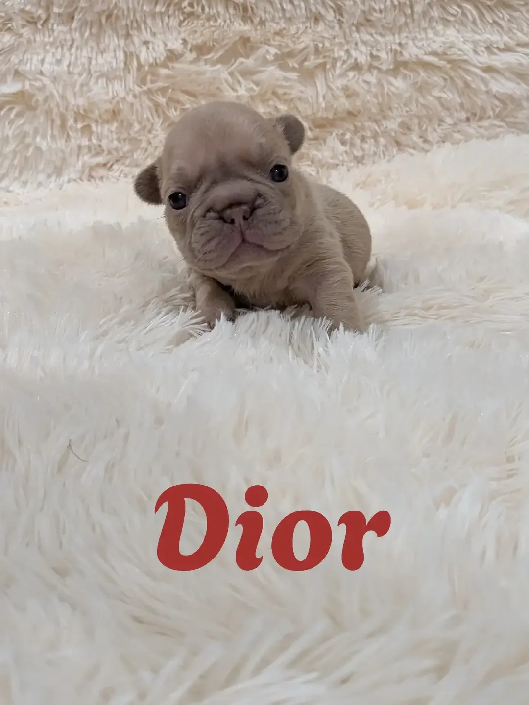 French bulldog, big rope lilac , Isabella, image 2