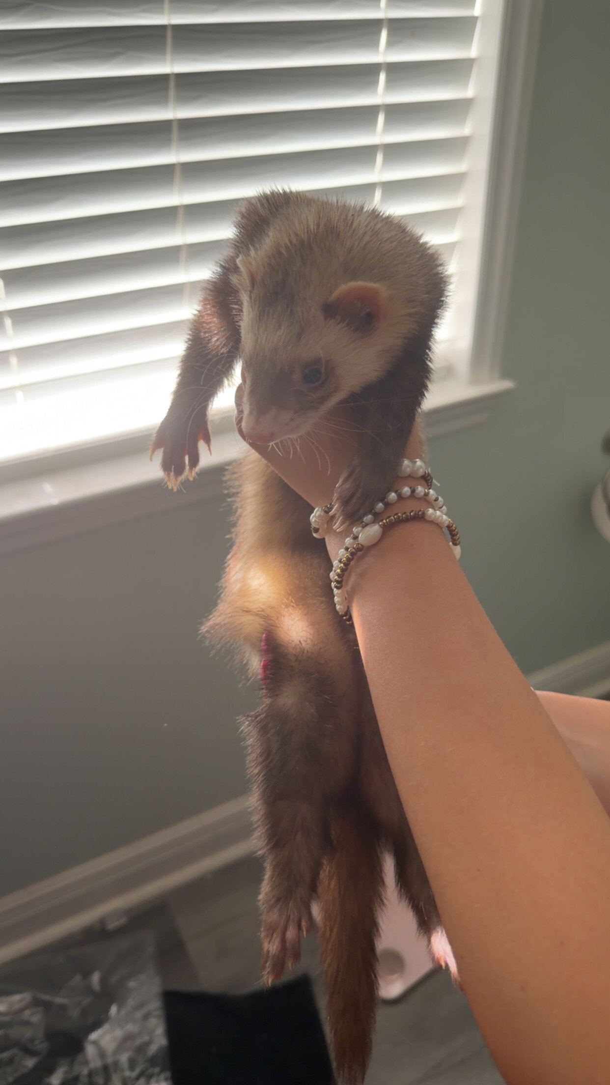 2 ferrets image 4