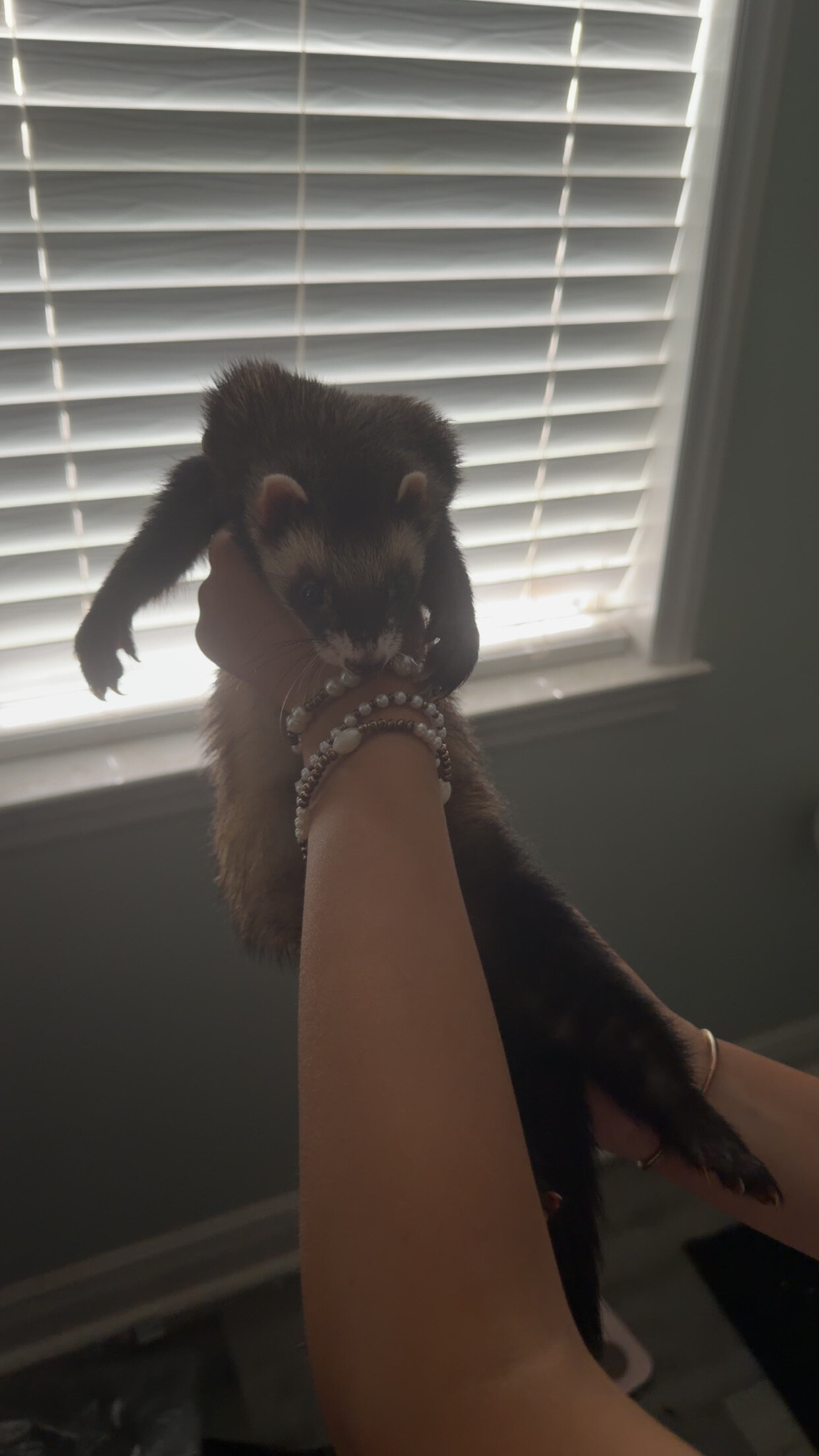 2 ferrets image 3