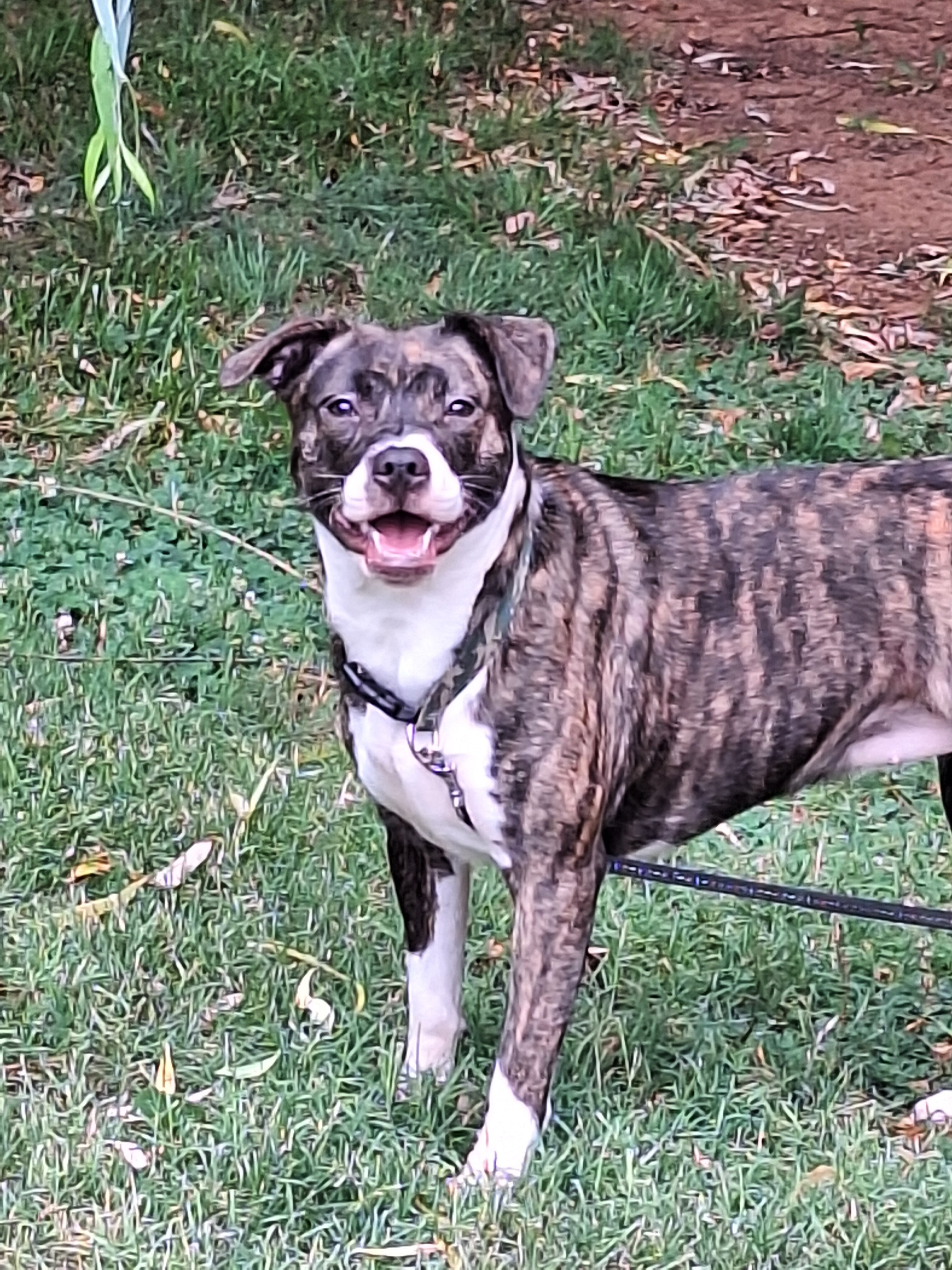 Free brindle Pitt bull mix very sweet and friendly image 1