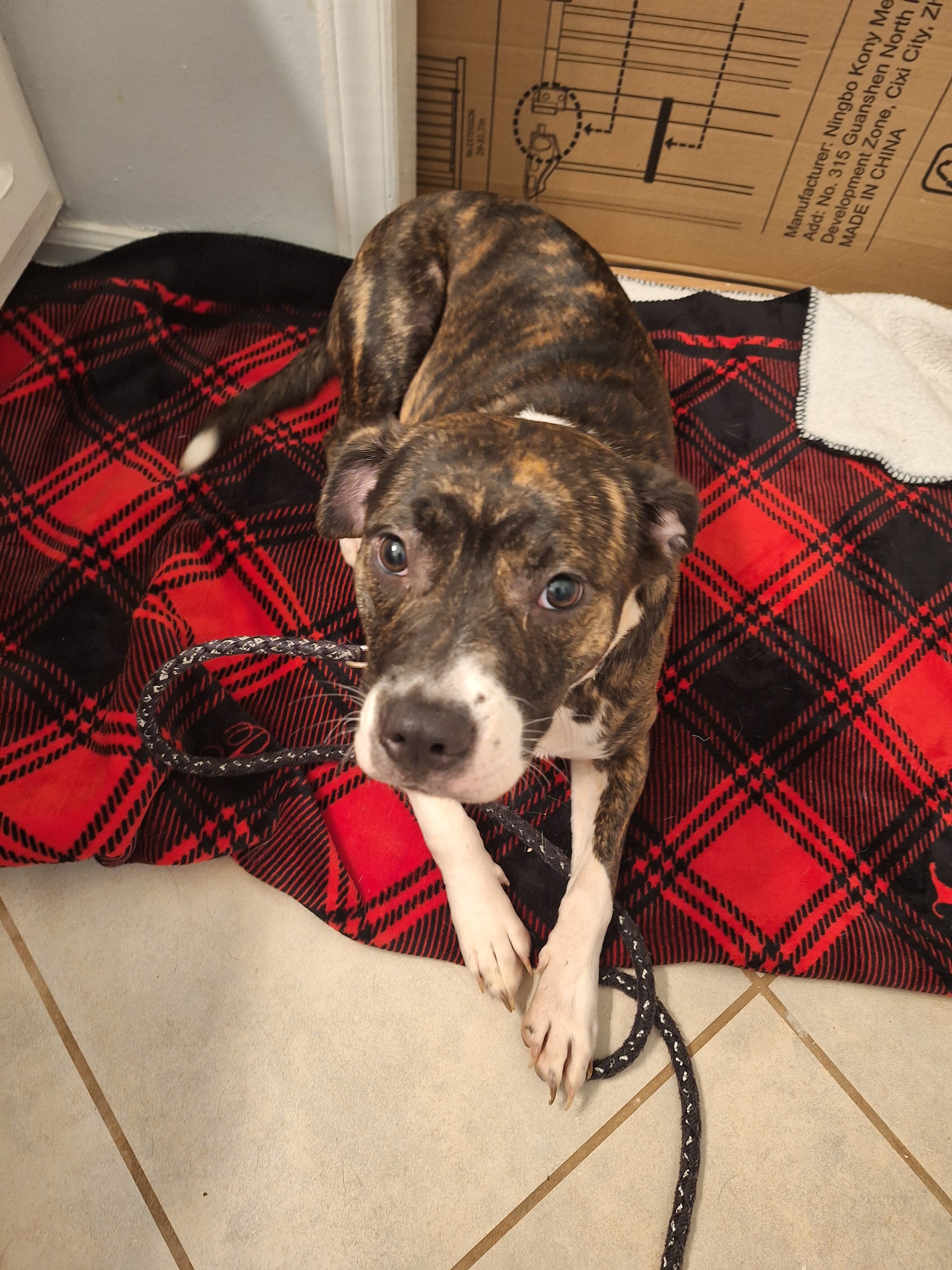 Free brindle Pitt bull mix very sweet and friendly image 4
